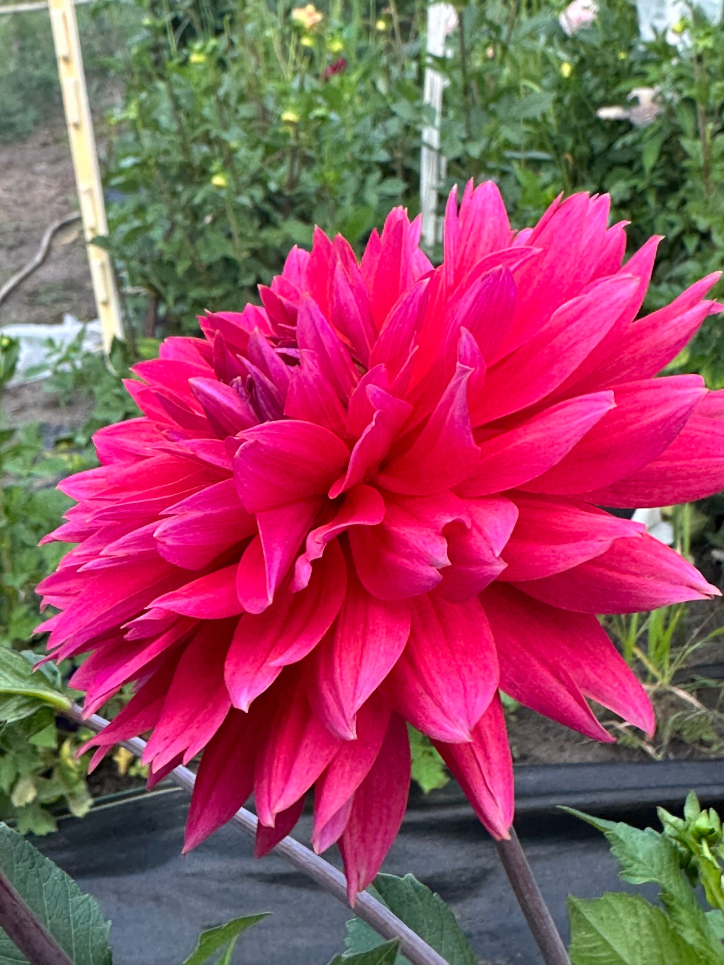 Fire Magic Dahia Tuber