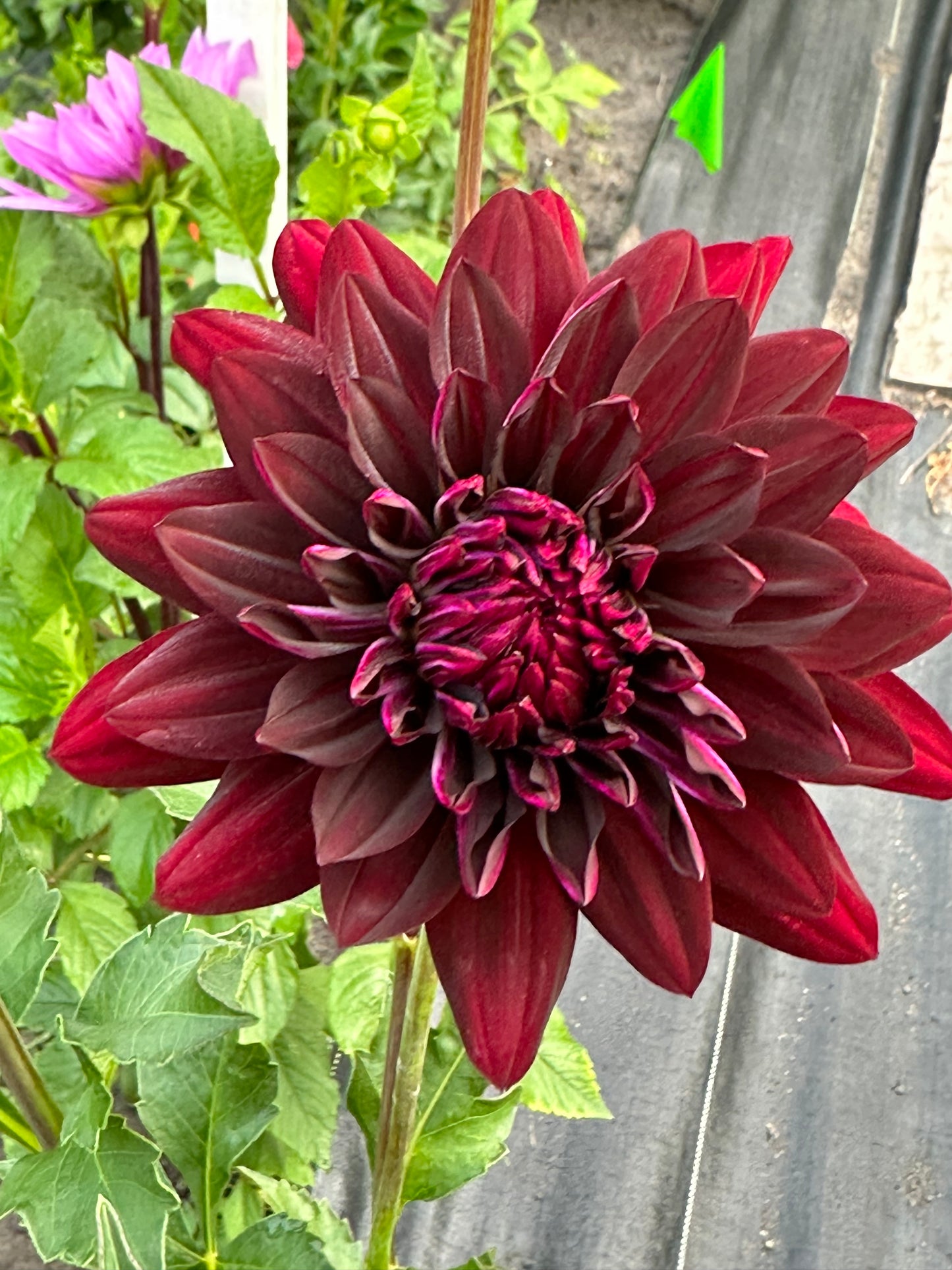 Hollyhill Black Beauty