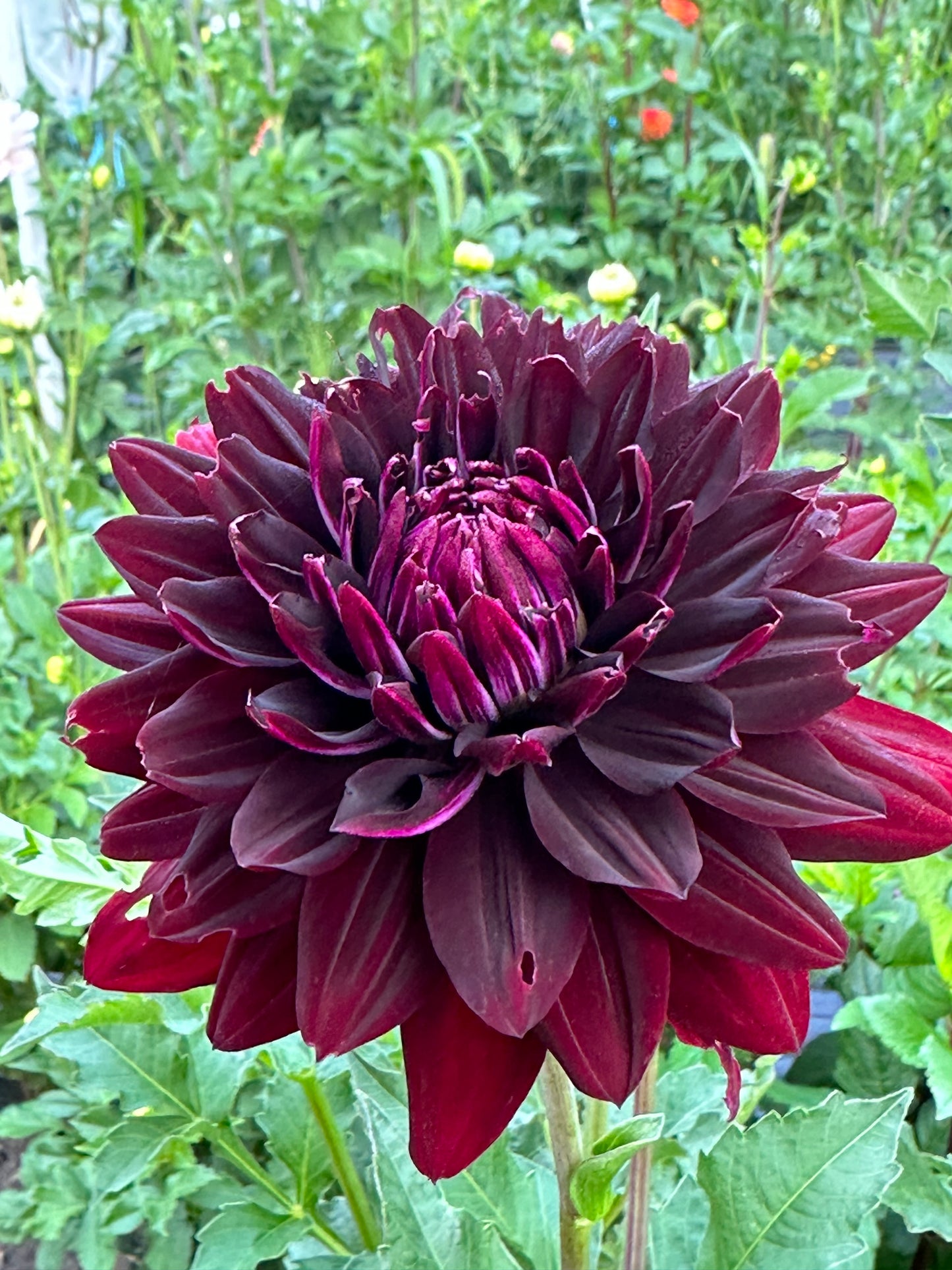 Hollyhill Black Beauty