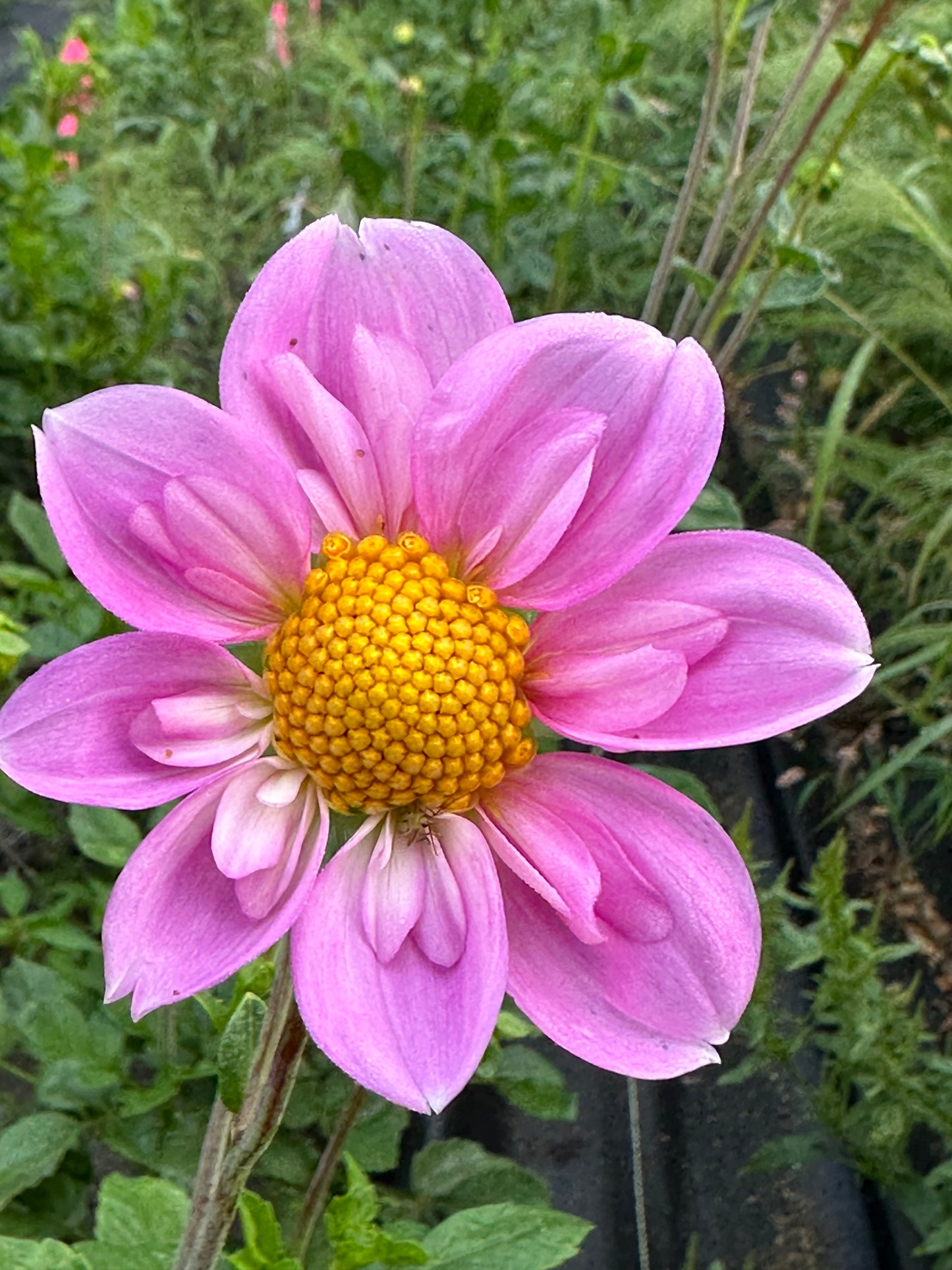 Rosy Wings Dahlia Tubers