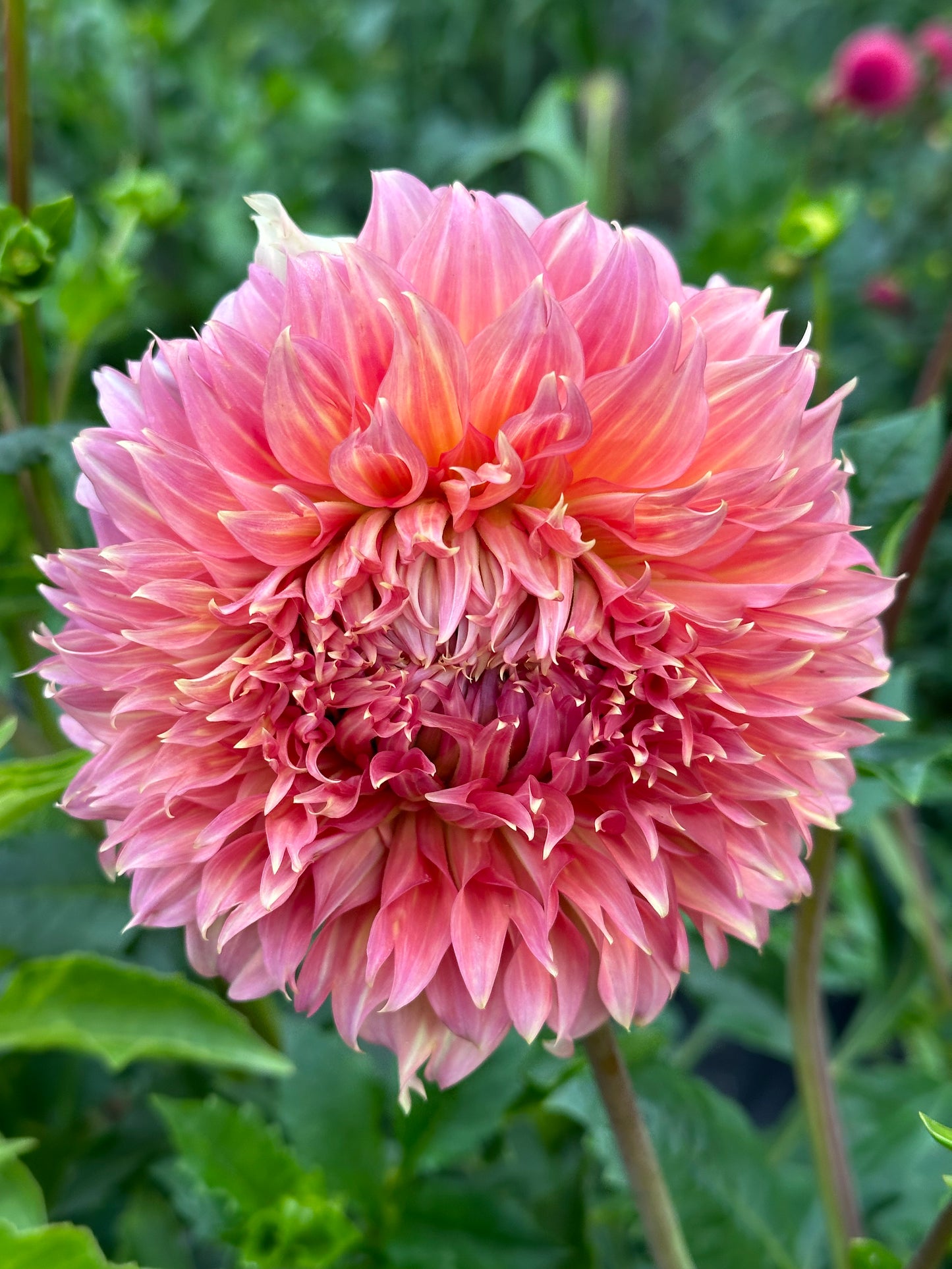 Summer Rain Dahlia Tuber