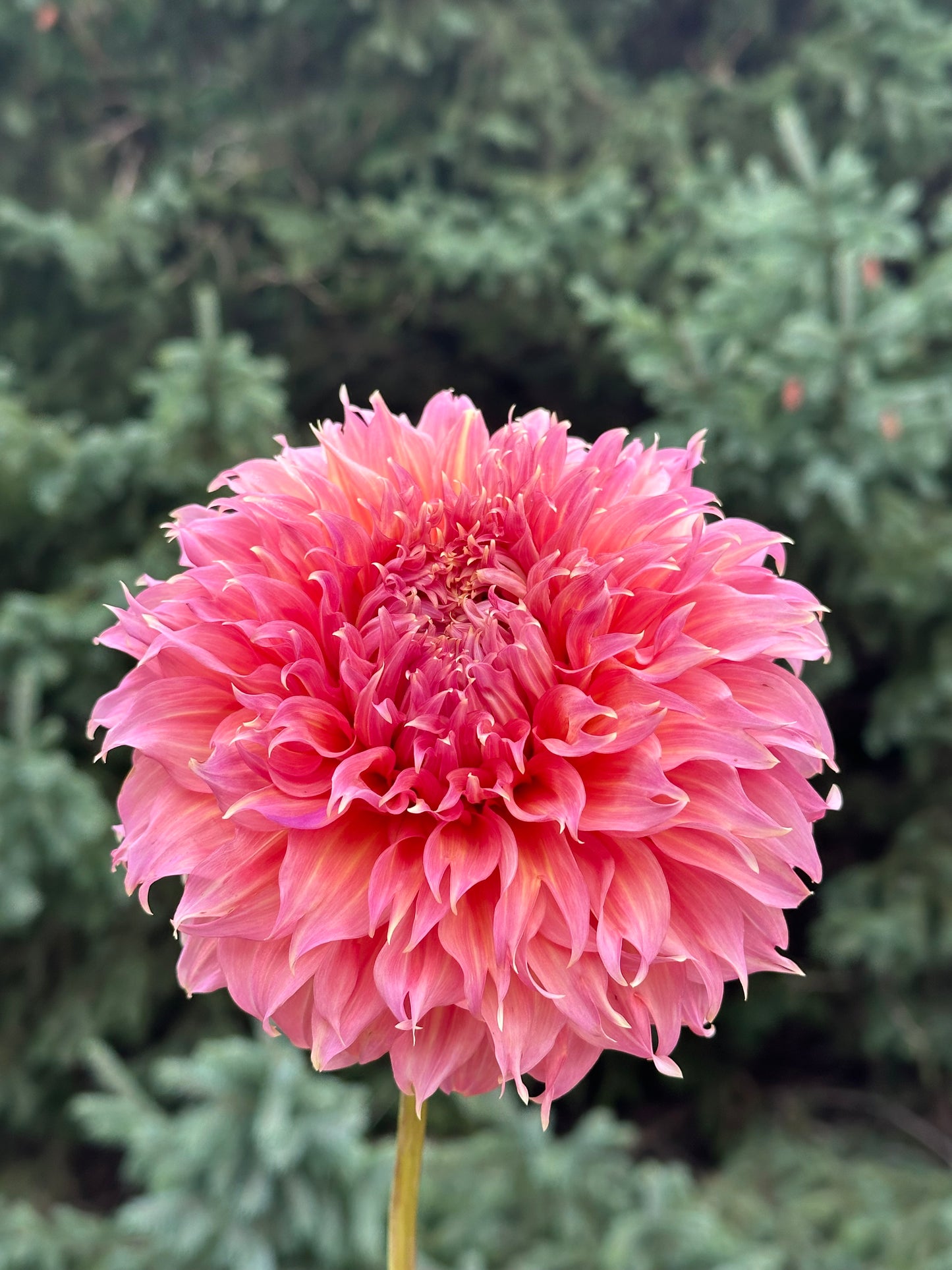 Summer Rain Dahlia Tuber