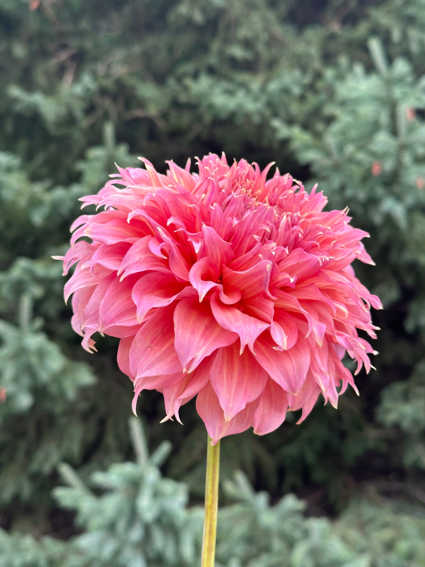 Summer Rain Dahlia Tuber