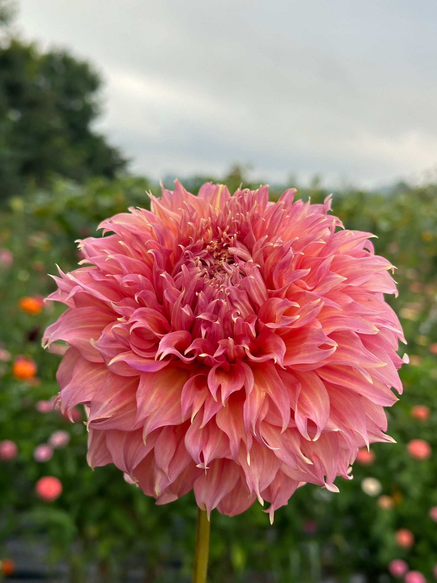 Summer Rain Dahlia Tuber