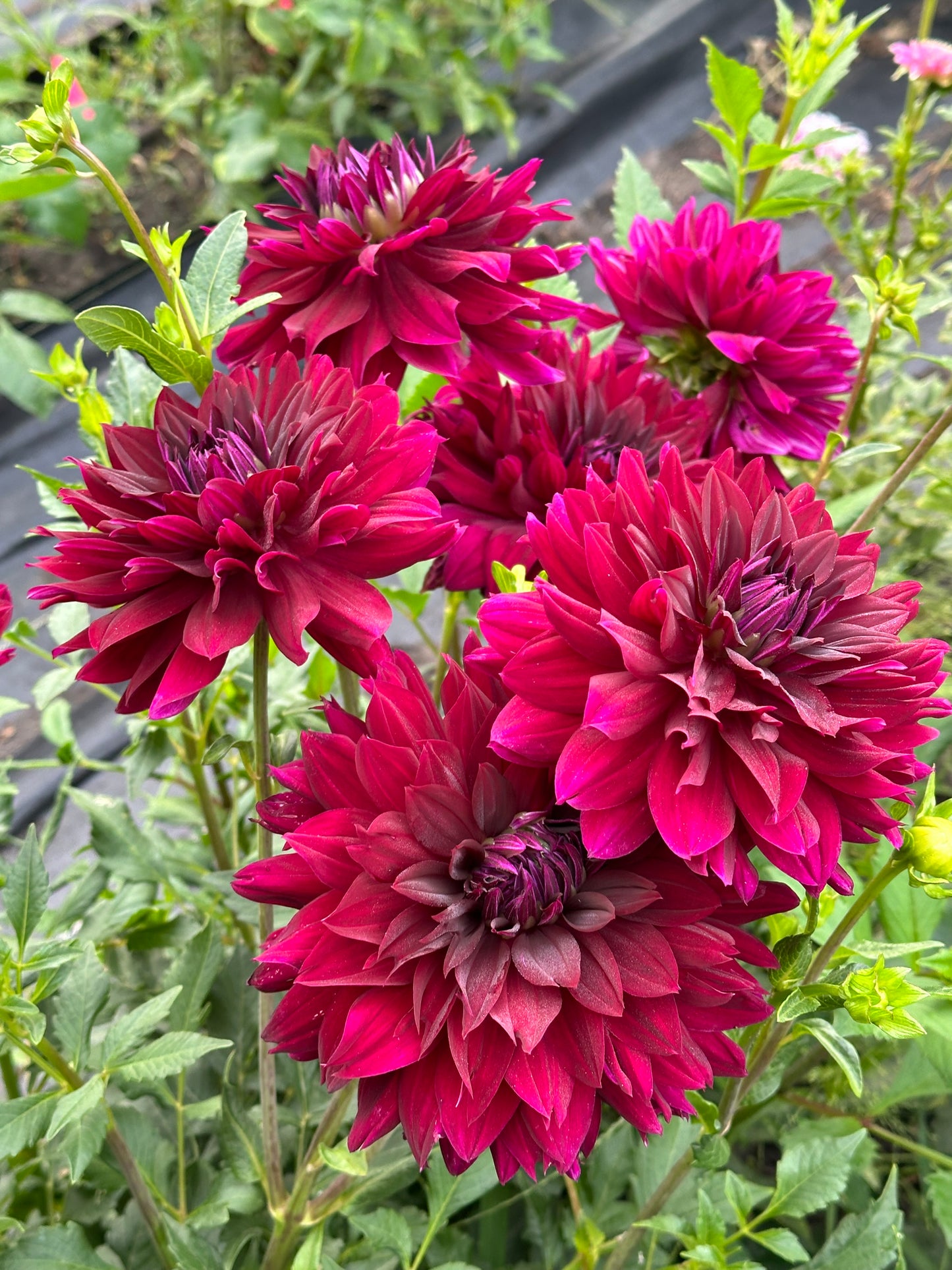 Rip City Dahlia Tuber