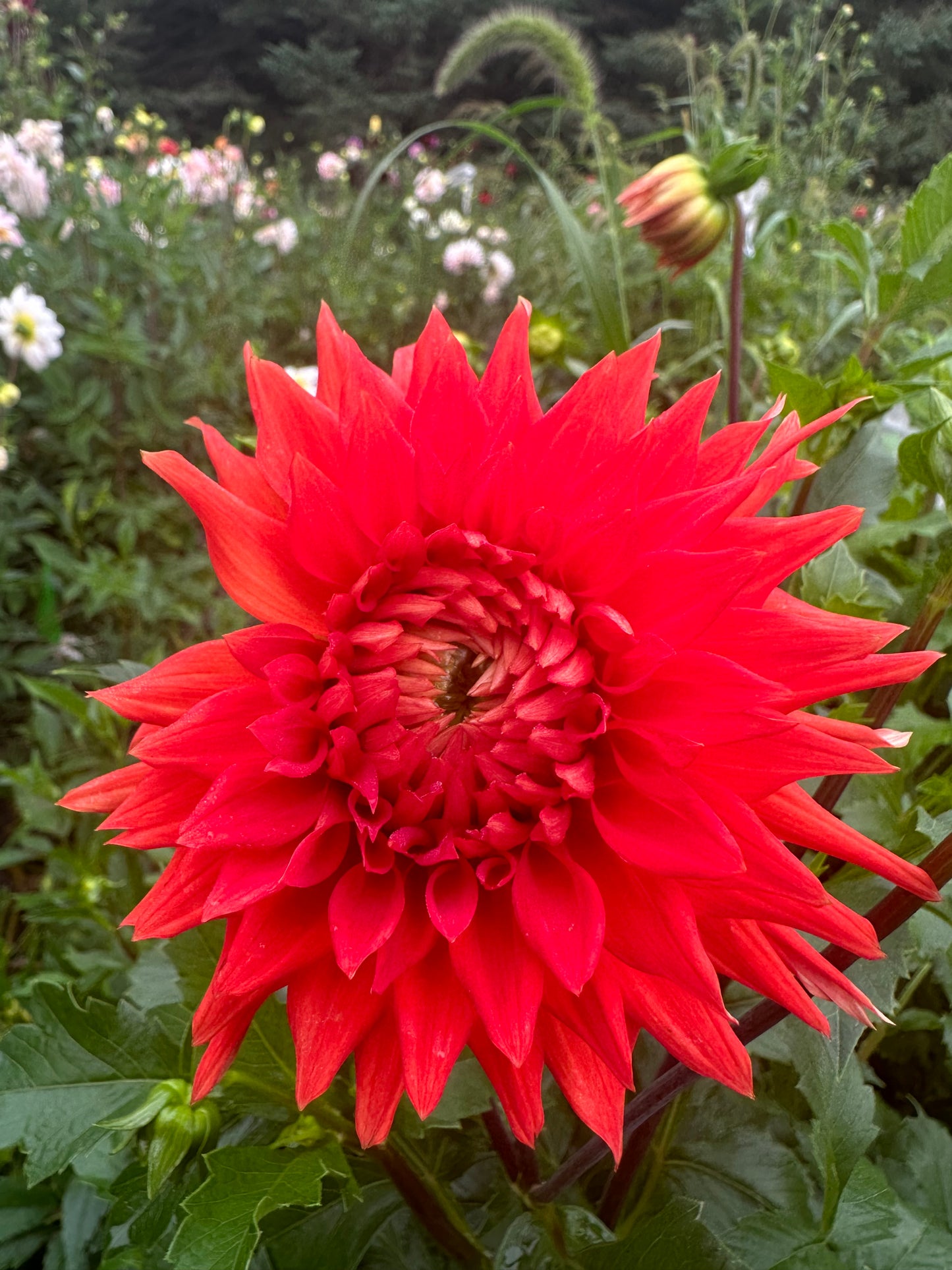 Azteca Dahlia Tuber