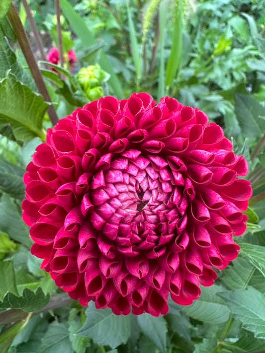 Scarlet Wow Dahlia Tuber