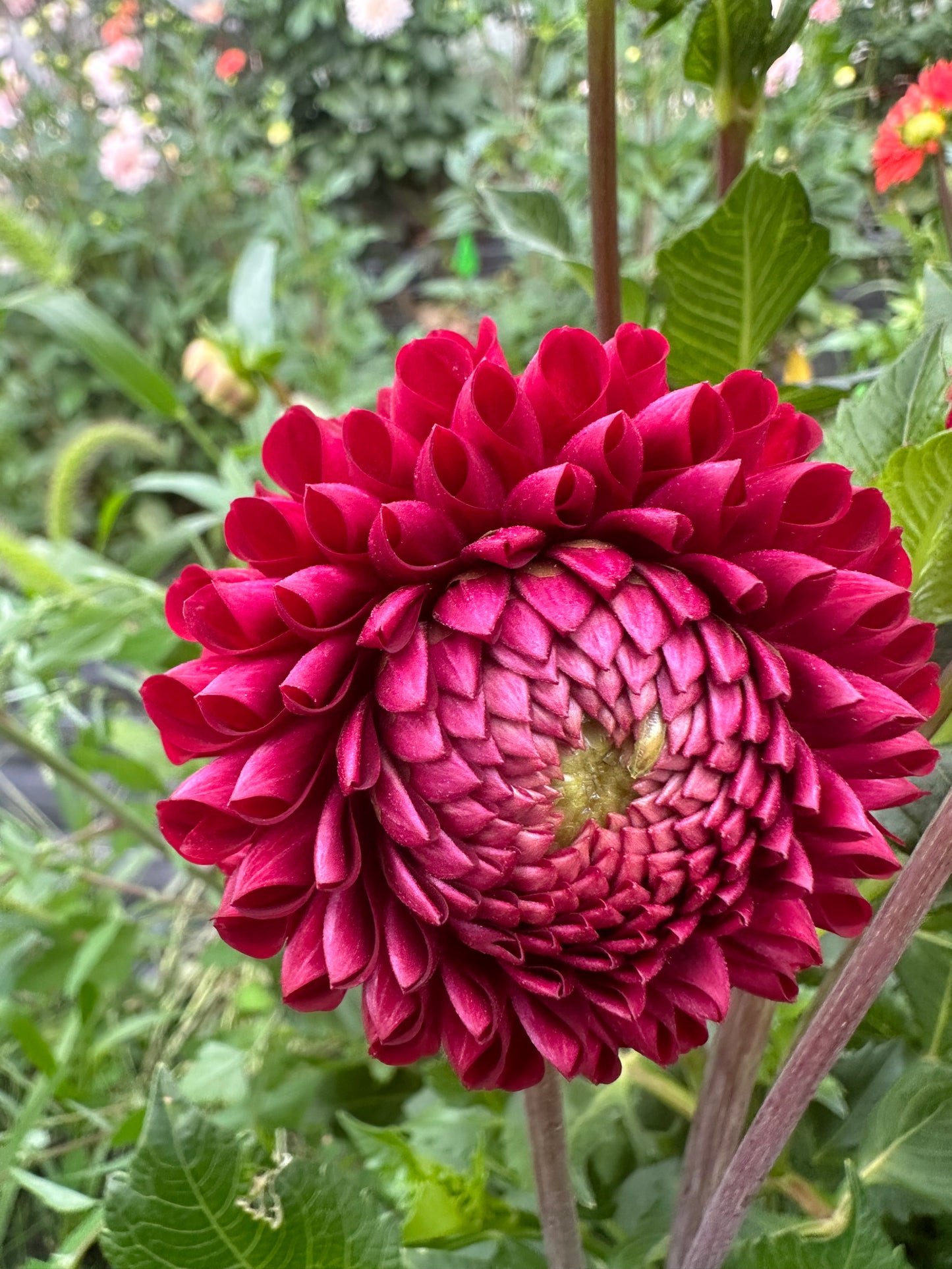 Scarlet Wow Dahlia Tuber
