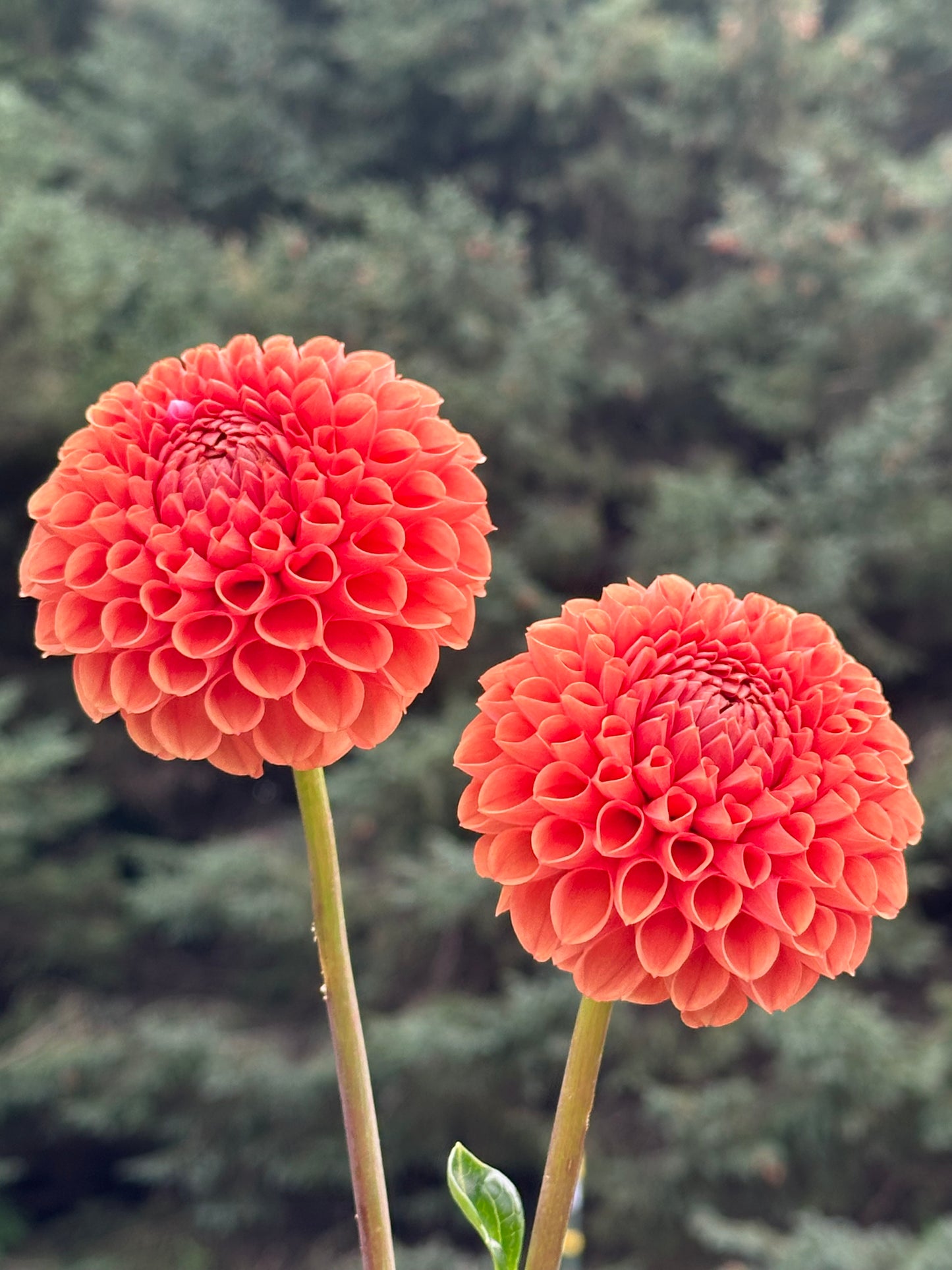 Cornel Bronze Dahlia Tuber