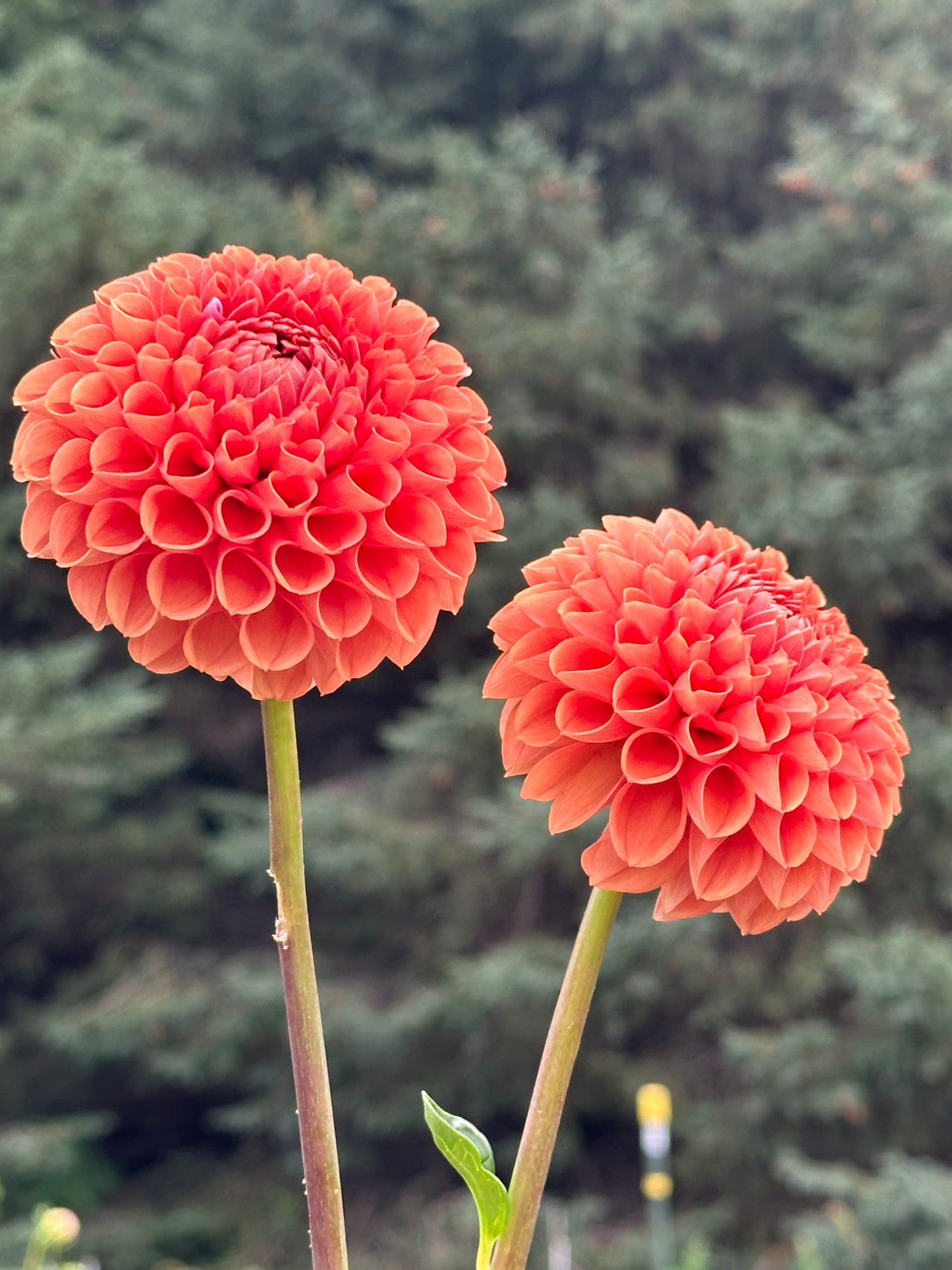 Cornel Bronze Dahlia Tuber