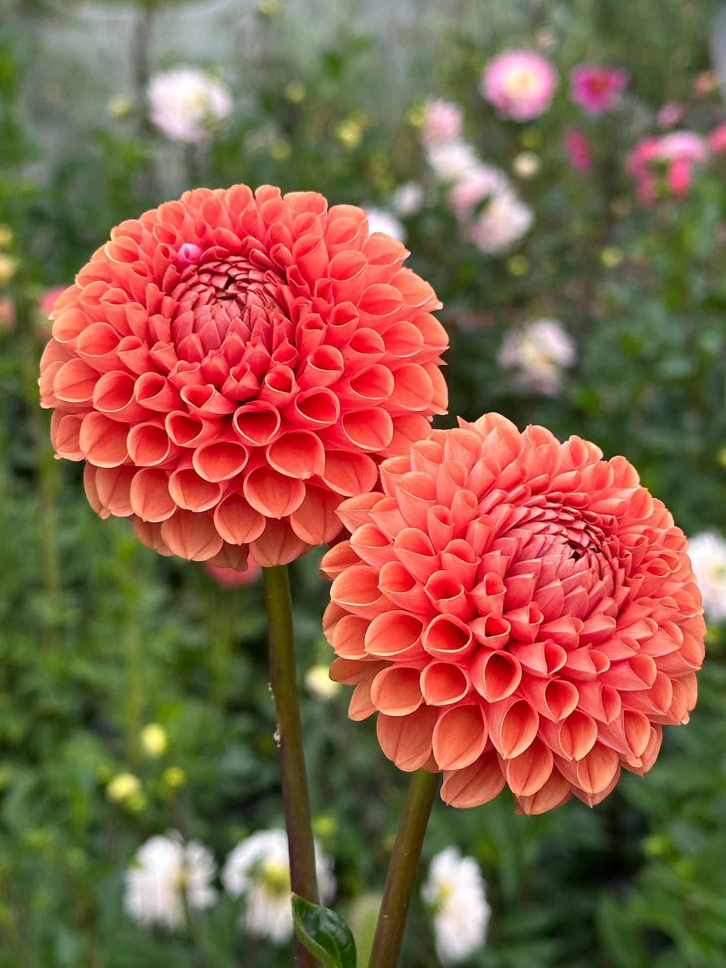 Cornel Bronze Dahlia Tuber