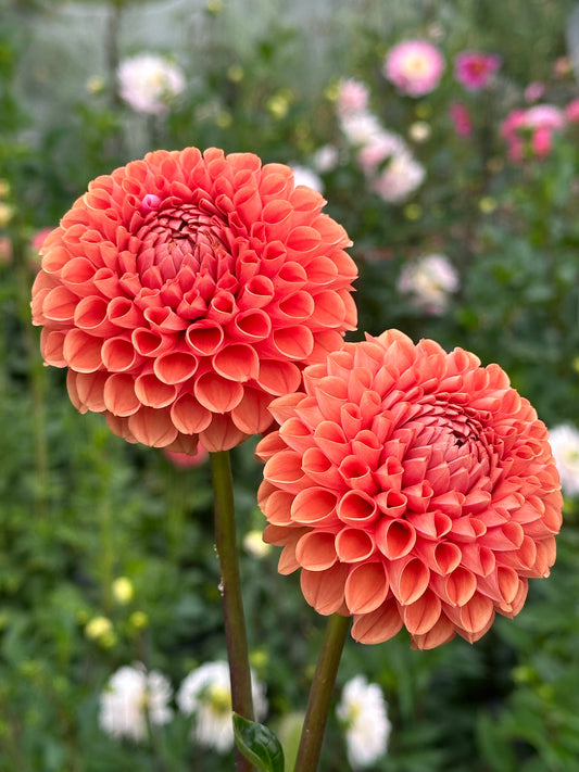 Cornel Bronze Dahlia Tuber