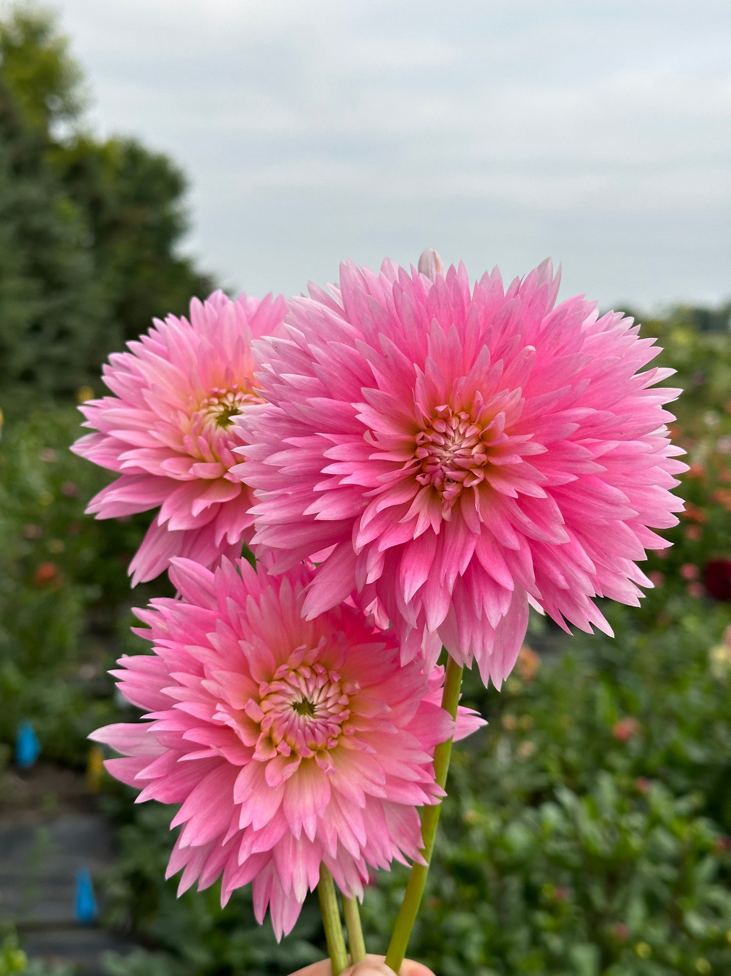 Gay Princess Dahlia Tuber