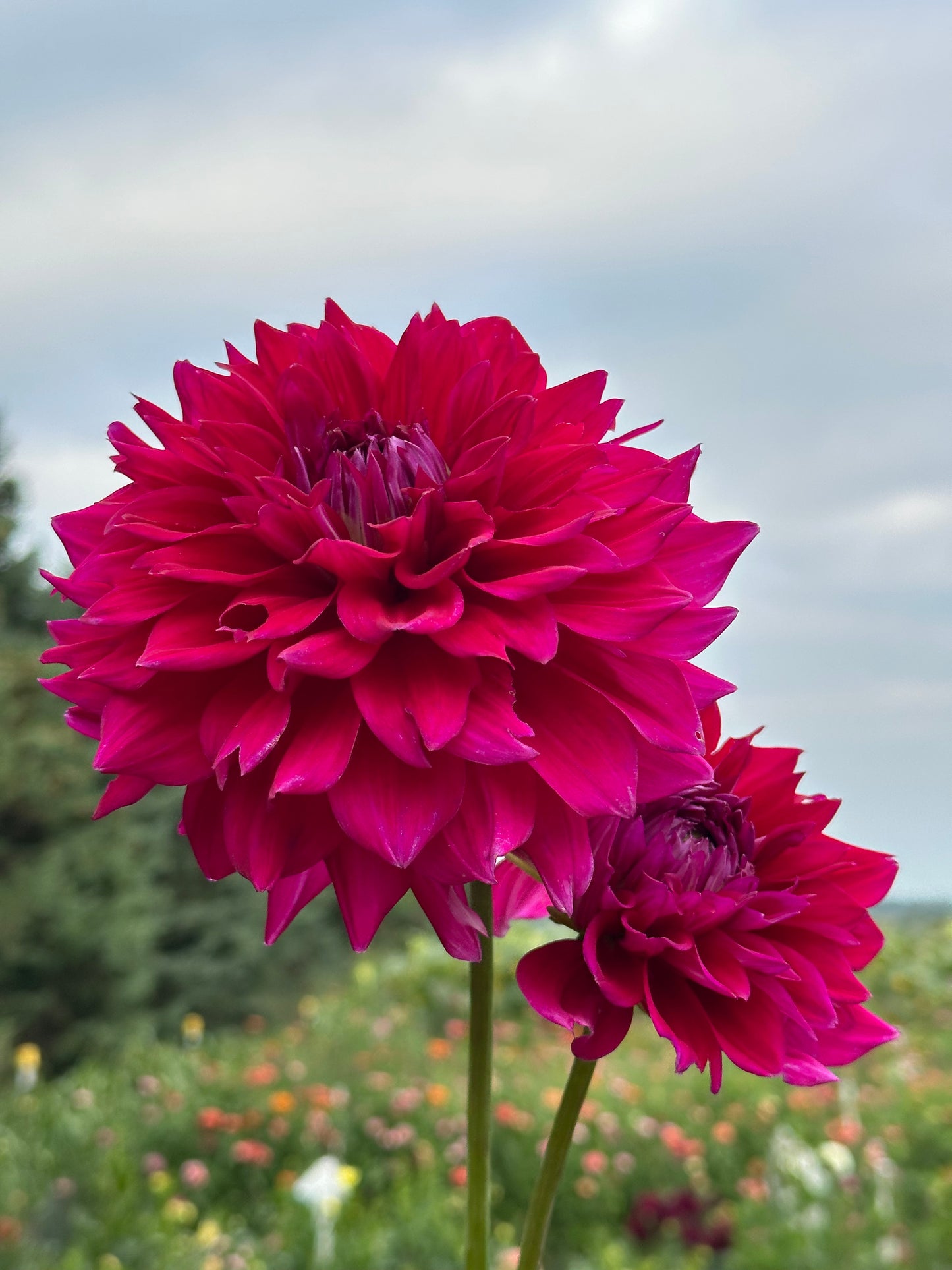 Chloe Janae Dahlia Tuber