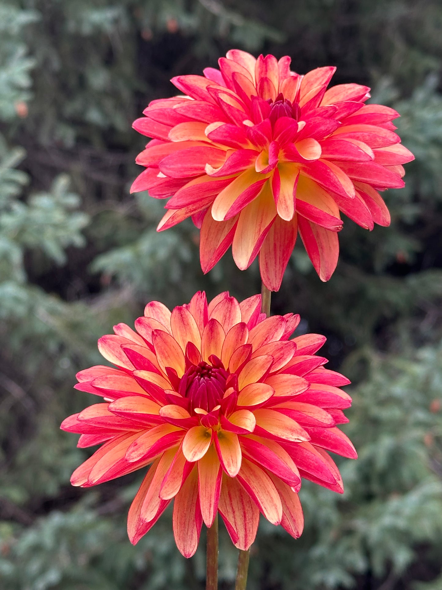 Fidalgo Julie Dahlia Tuber