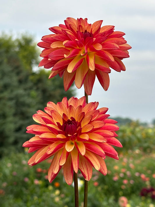 Fidalgo Julie Dahlia Tuber