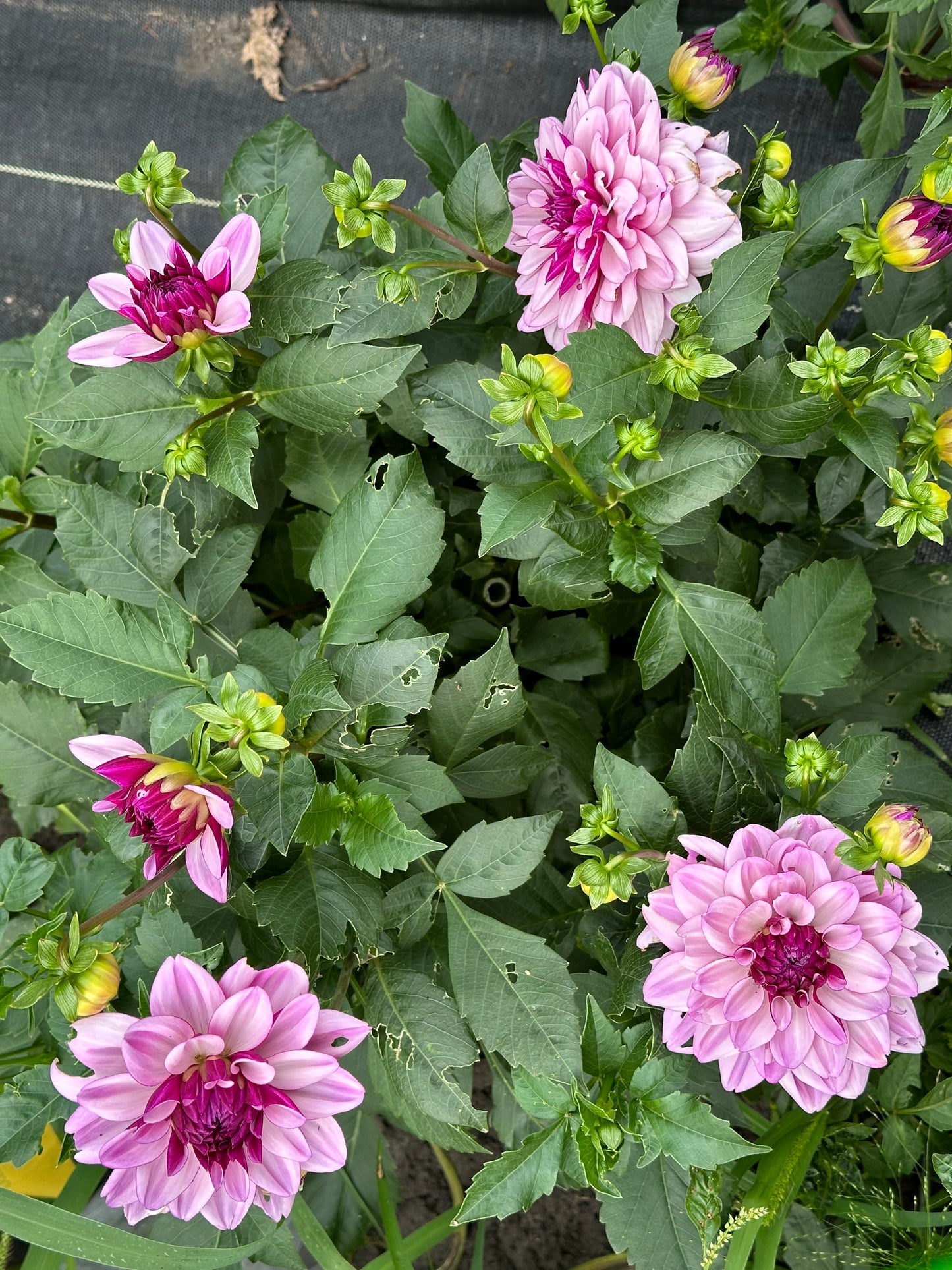 Creme De Cassis Dahlia Tuber