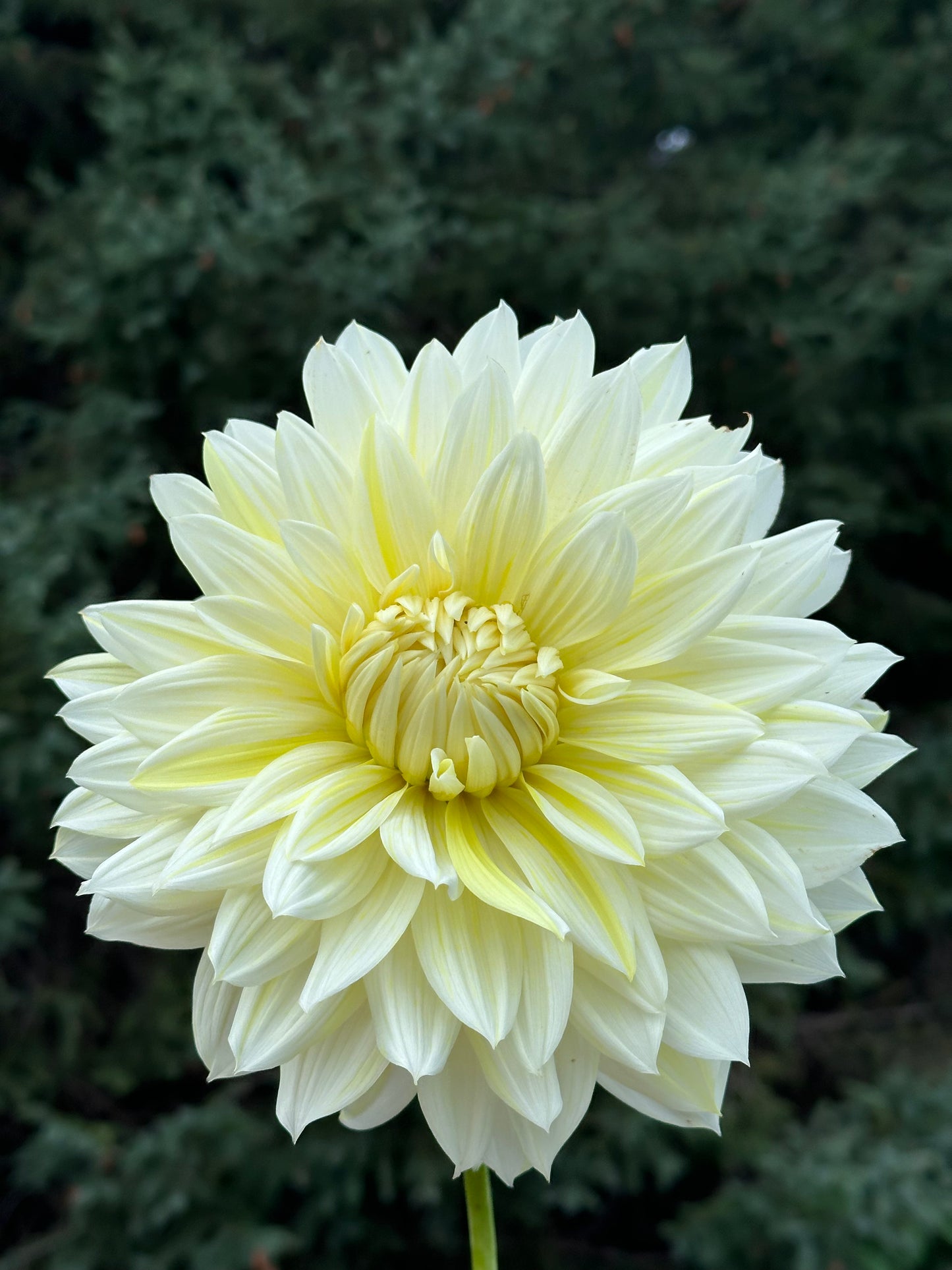 La Luna Dahlia Tuber
