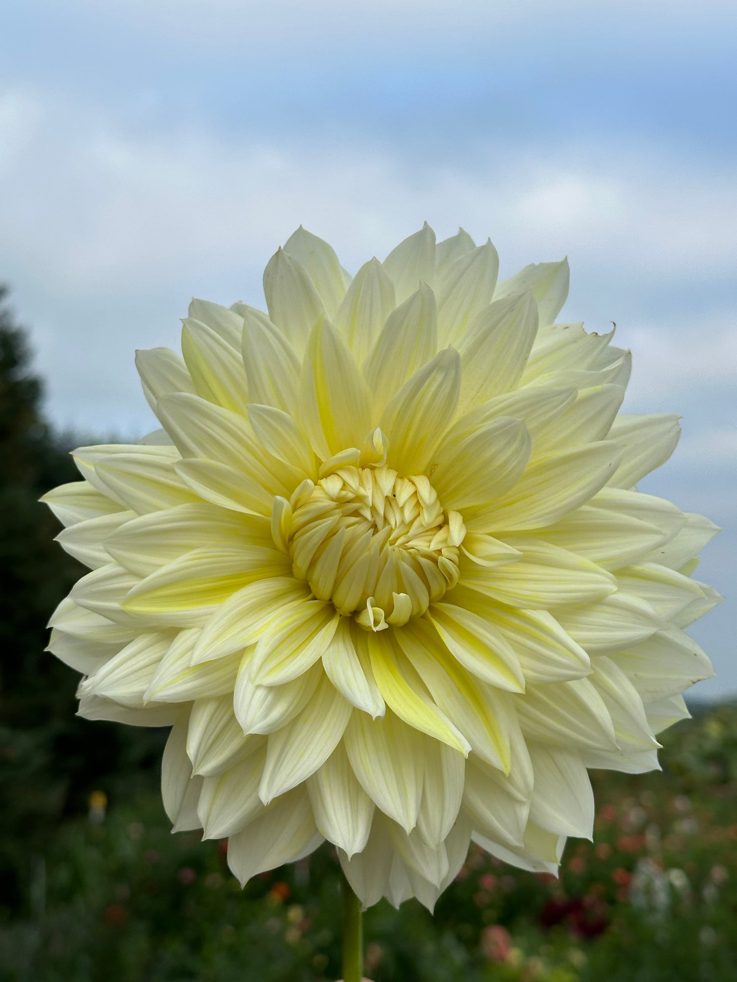 La Luna Dahlia Tuber