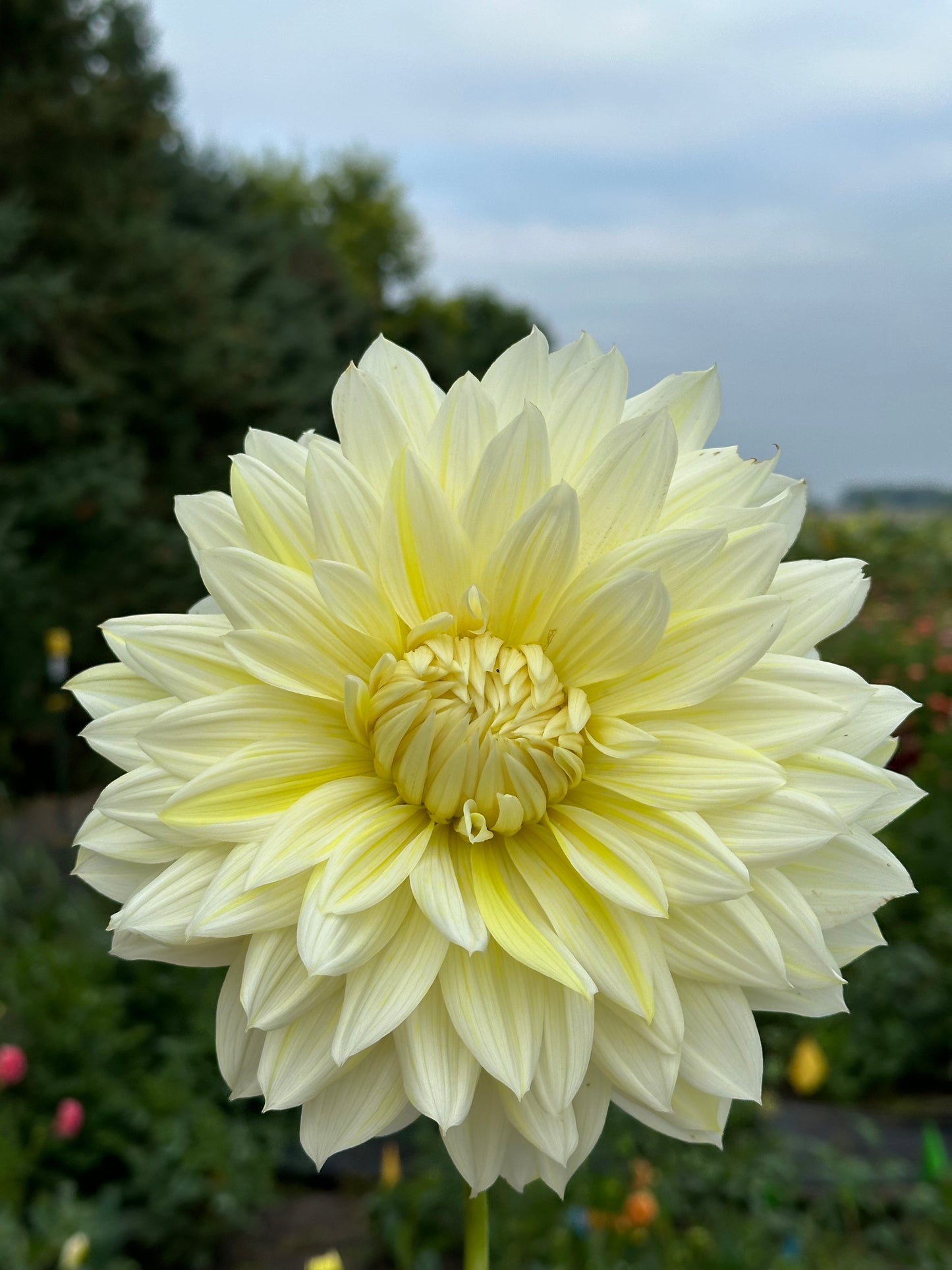 La Luna Dahlia Tuber