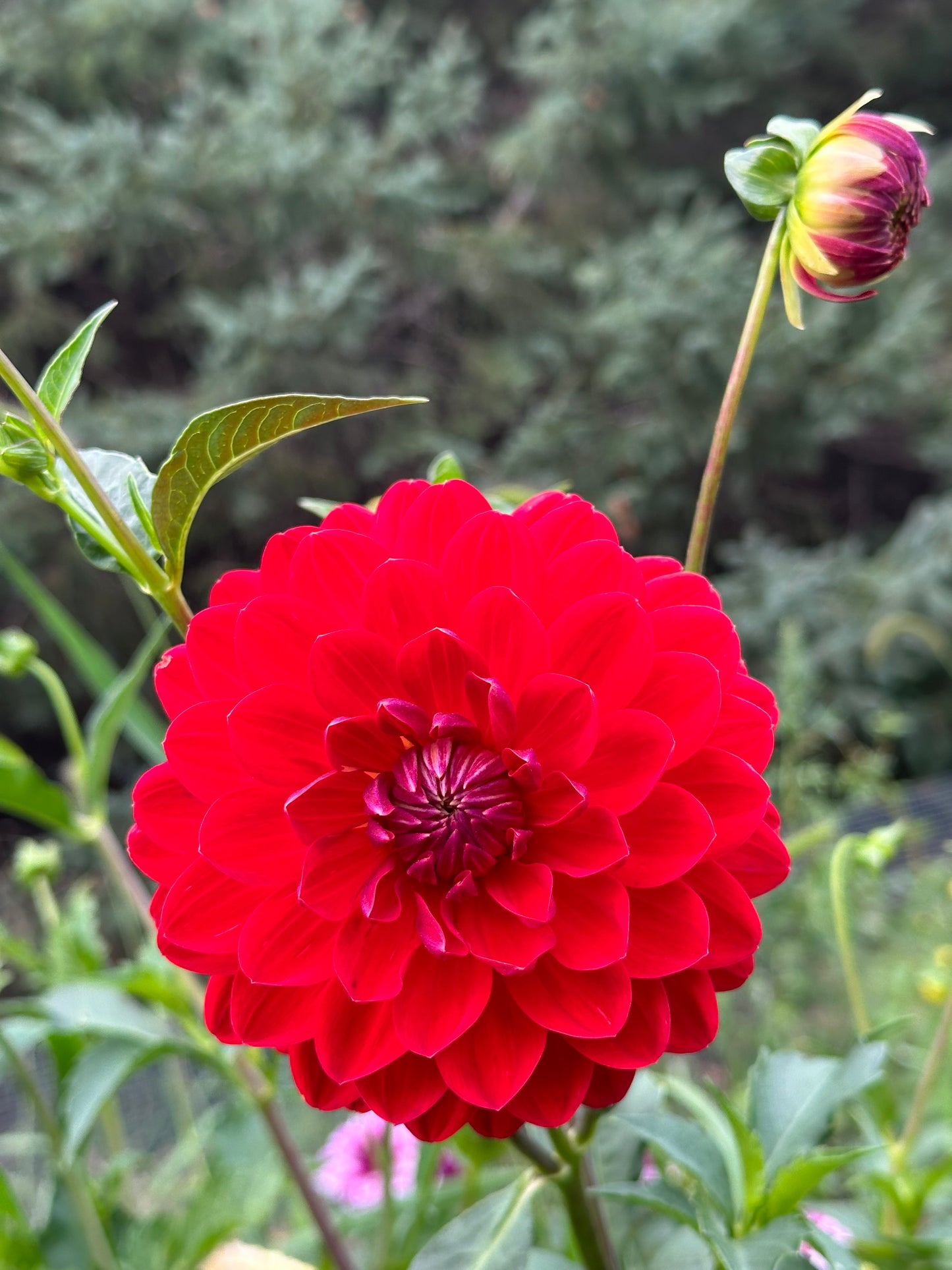 Red Velvet Dahlia Tuber
