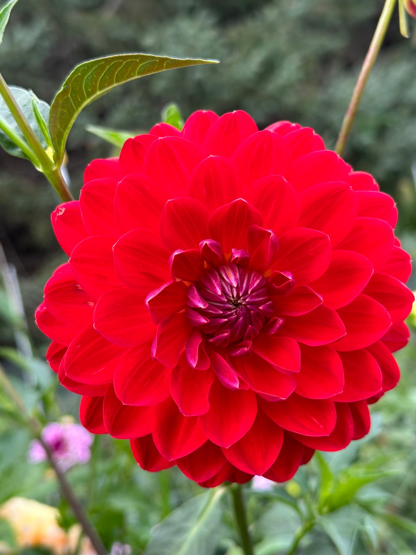 Red Velvet Dahlia Tuber