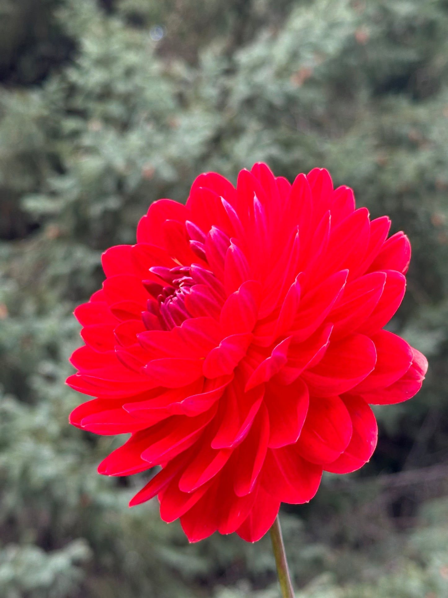 Red Velvet Dahlia Tuber