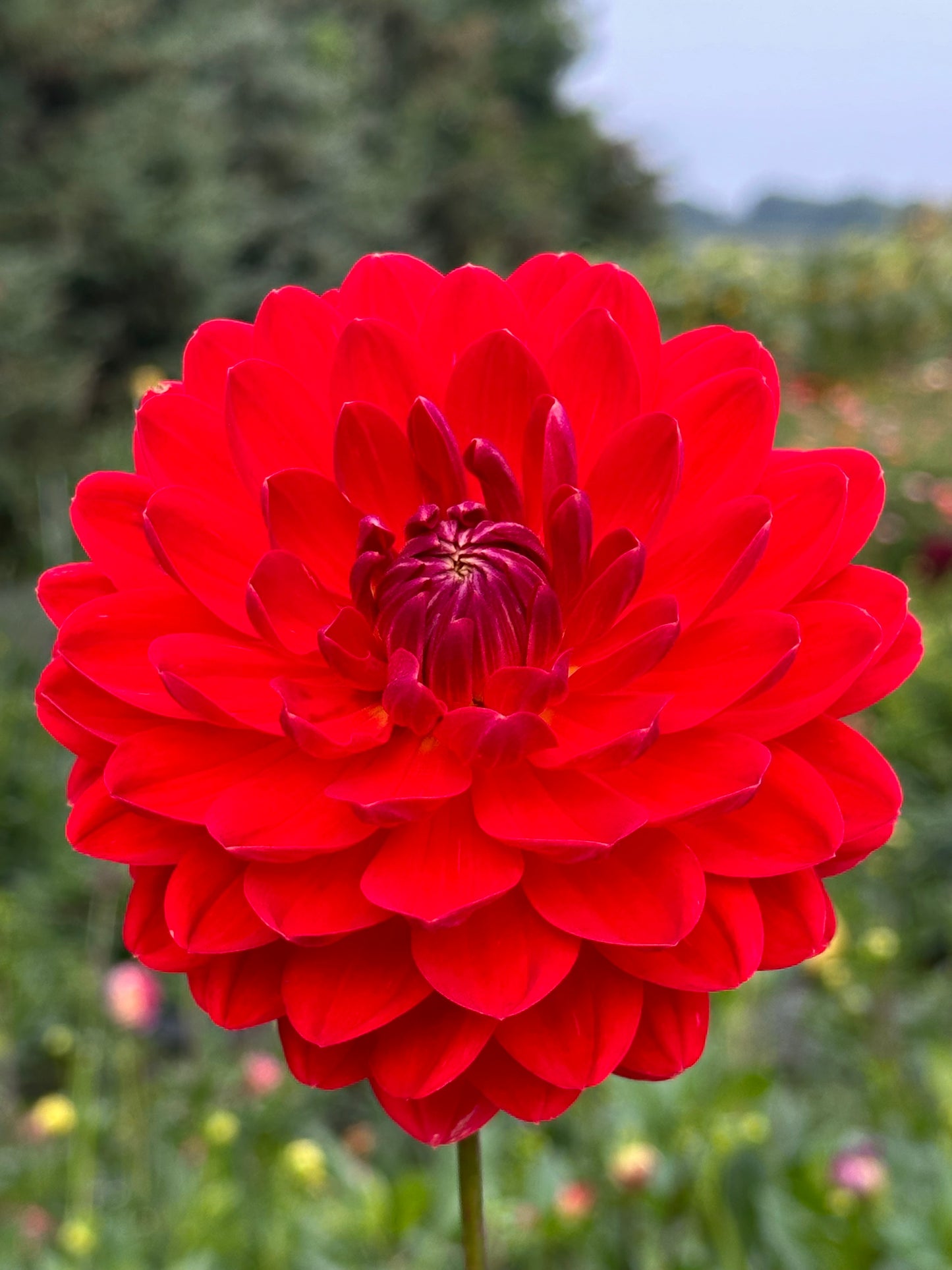 Red Velvet Dahlia Tuber