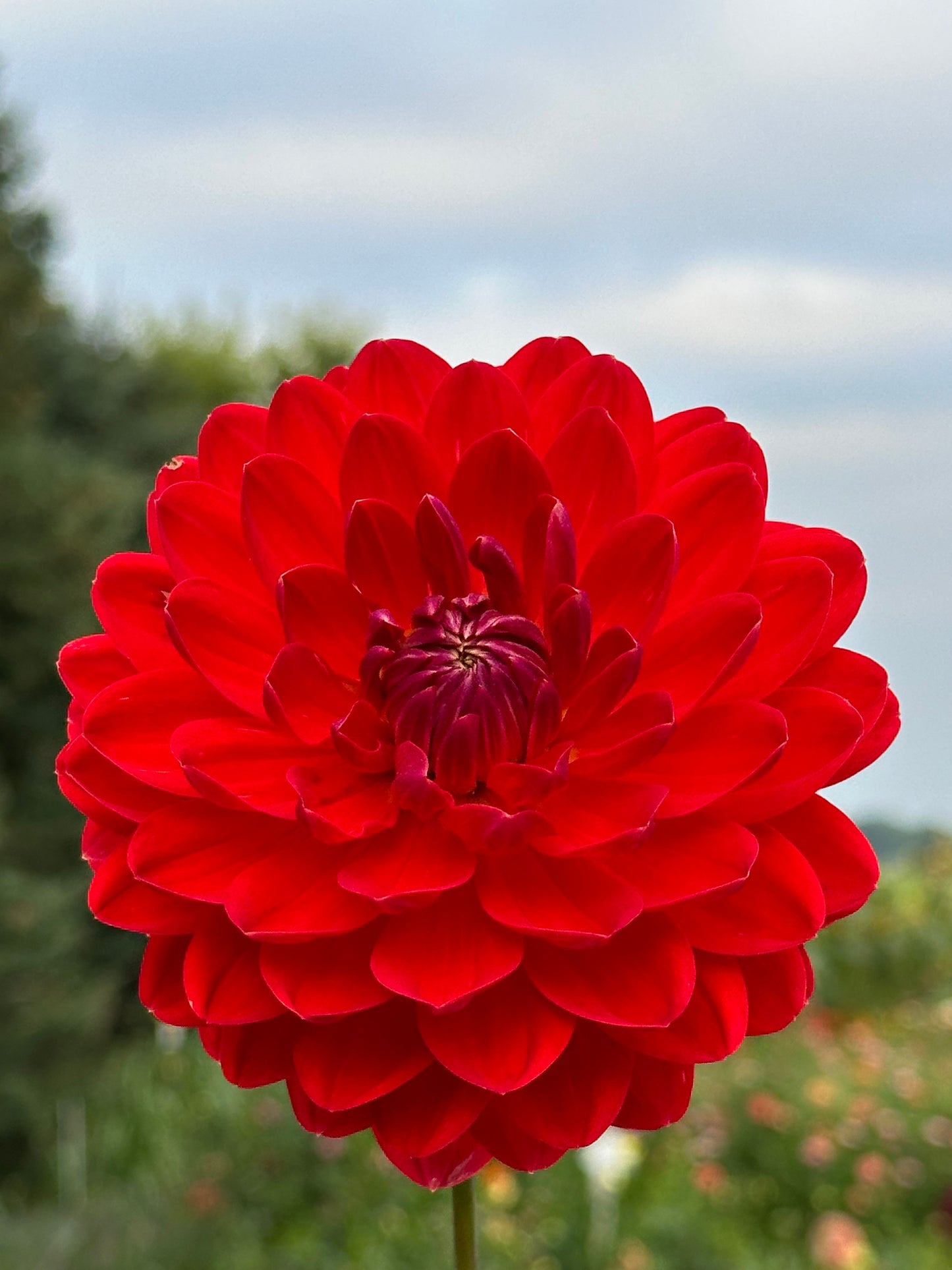 Red Velvet Dahlia Tuber
