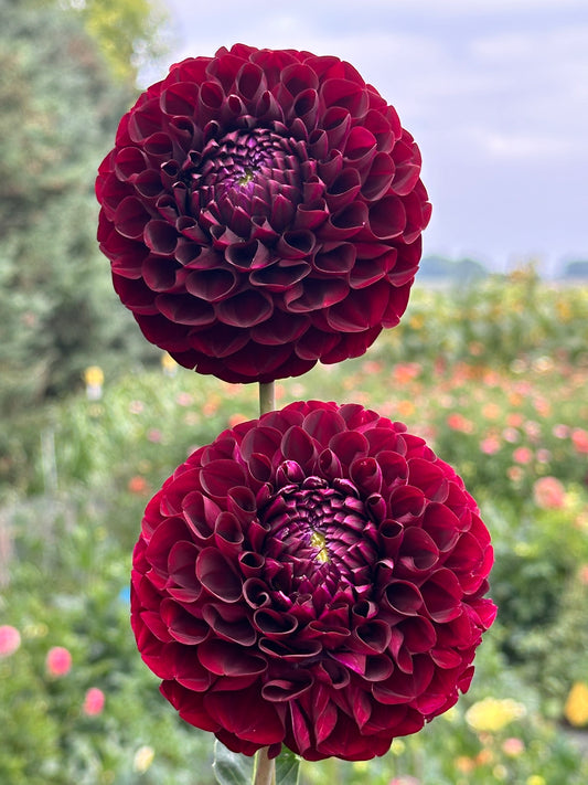 WB MC Dahlia Tuber