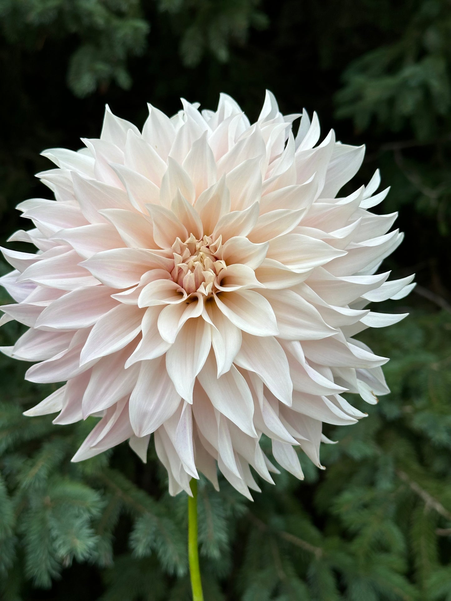 Cafe Au Lait Dahlia Tuber