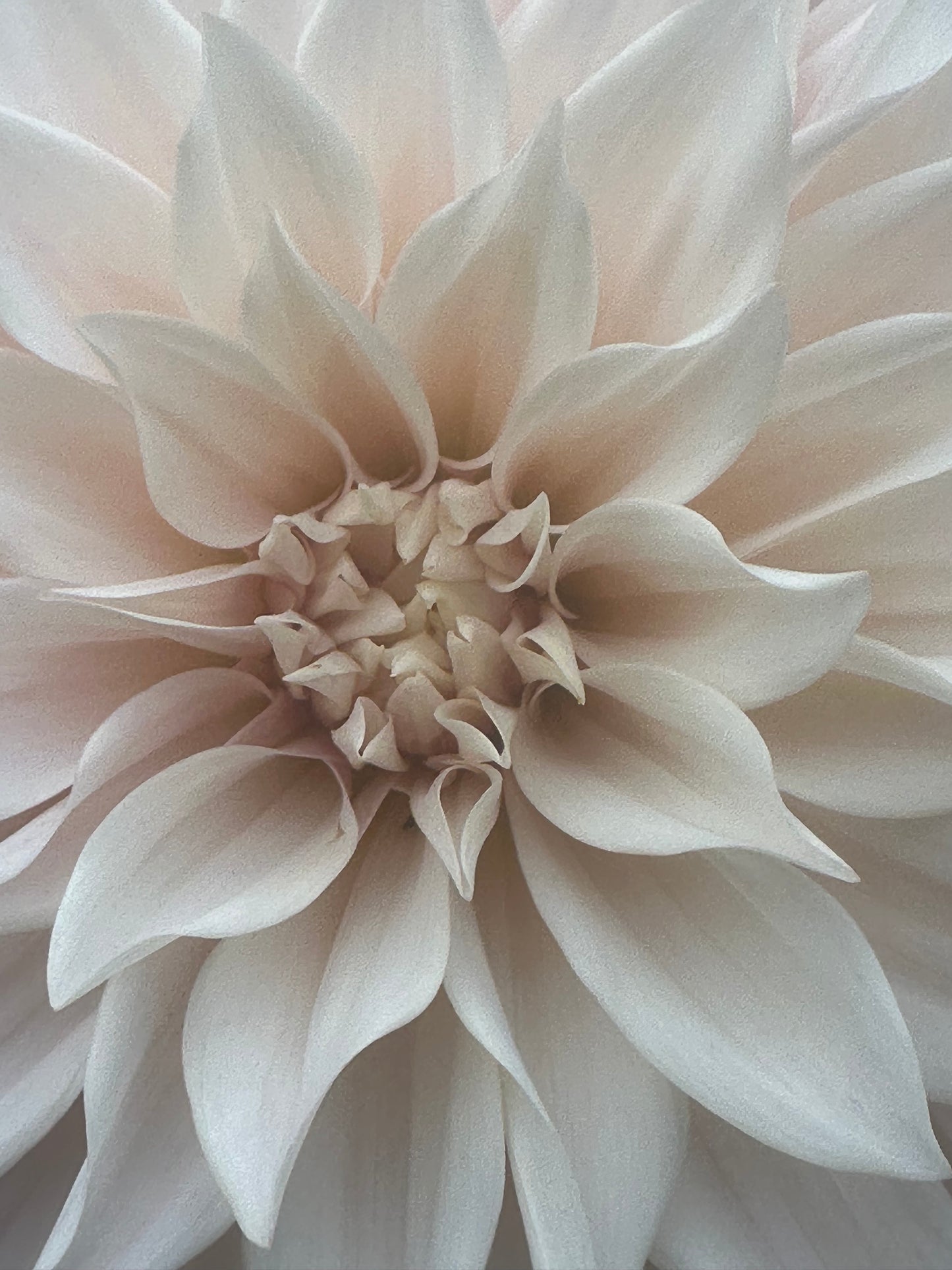 Cafe Au Lait Dahlia Tuber