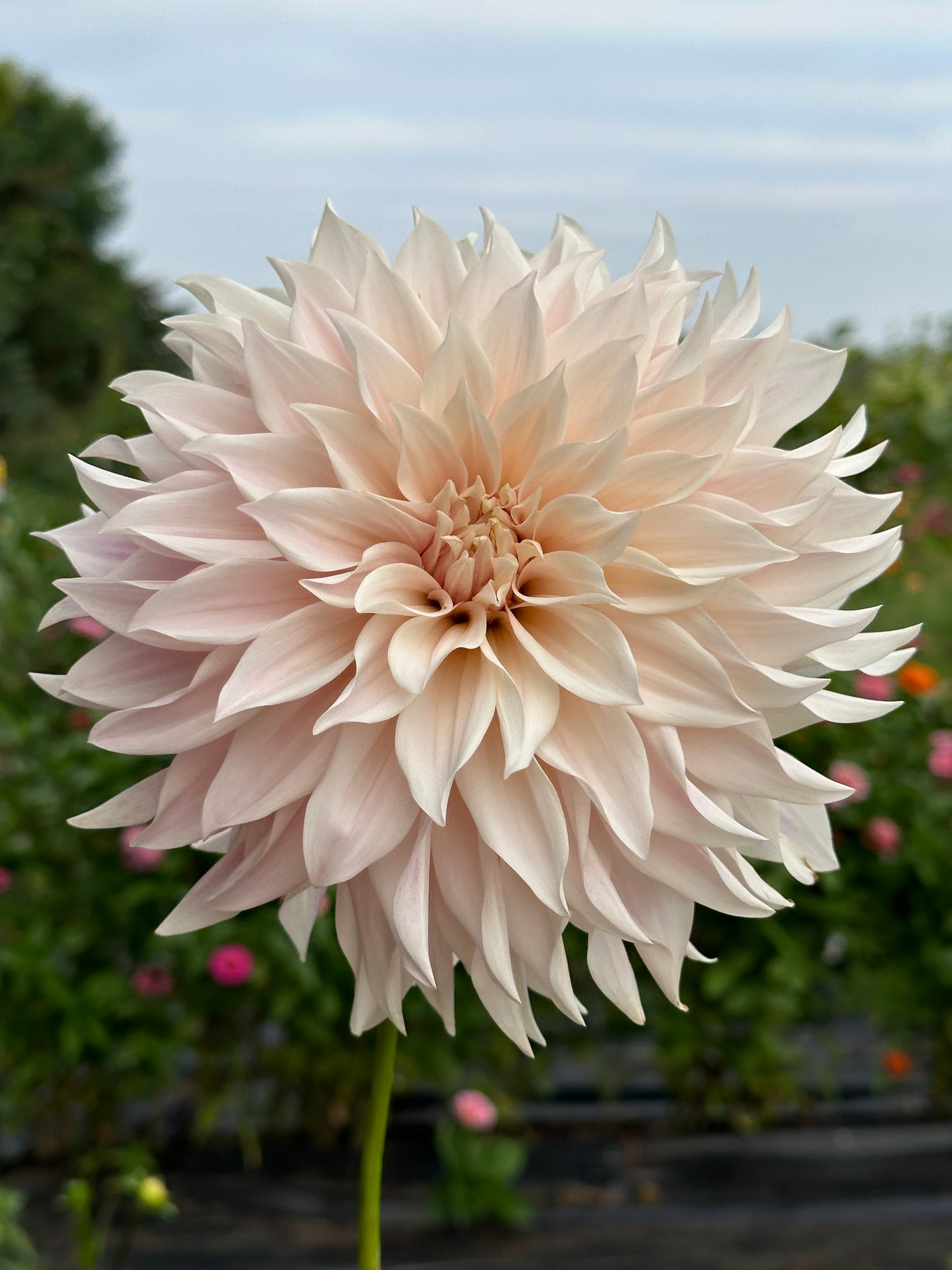 Cafe Au Lait Dahlia Tuber