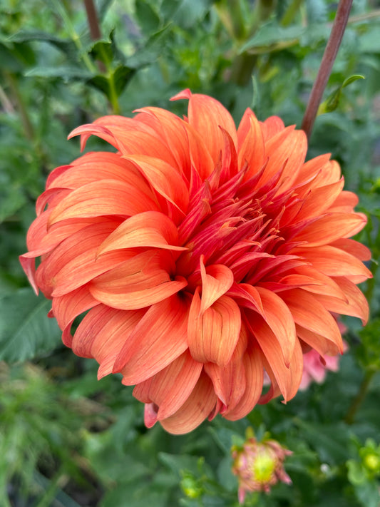 Bloomquist Jean Dahlia