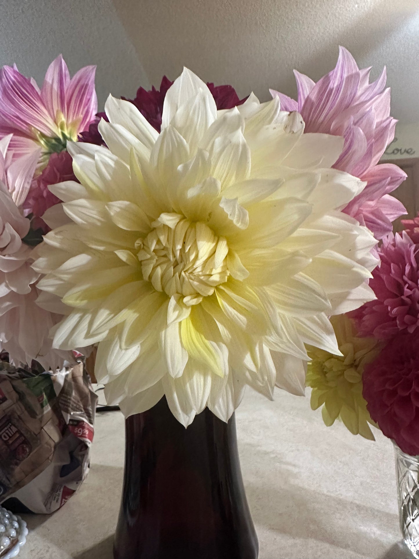 La Luna Dahlia Tuber