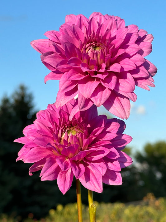 Blue Boy Dahlia