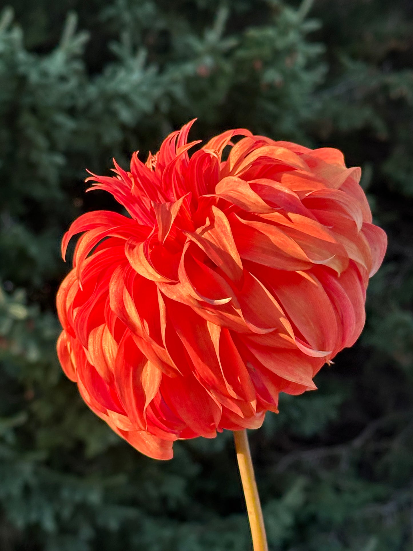 Bloomquist Jean Dahlia