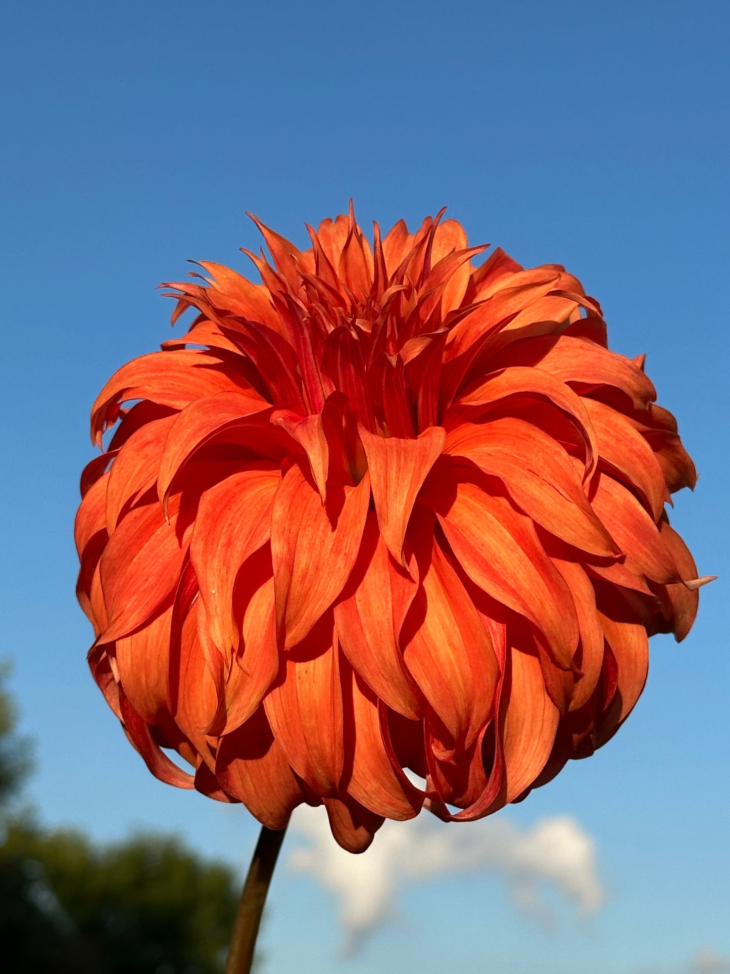 Bloomquist Jean Dahlia