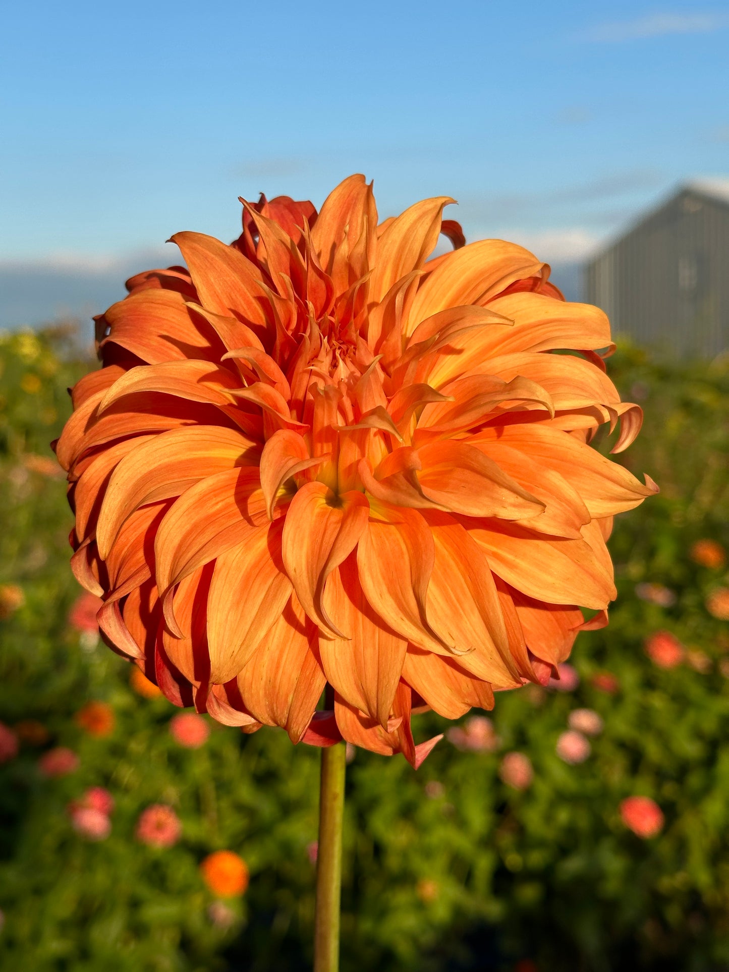 Bloomquist Jean Dahlia