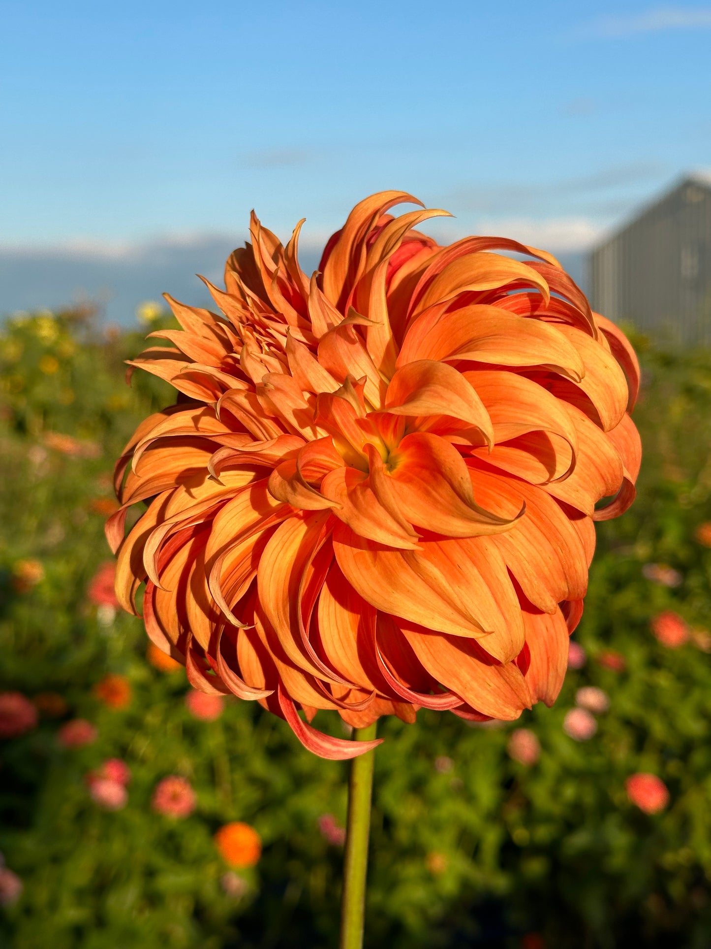 Bloomquist Jean Dahlia