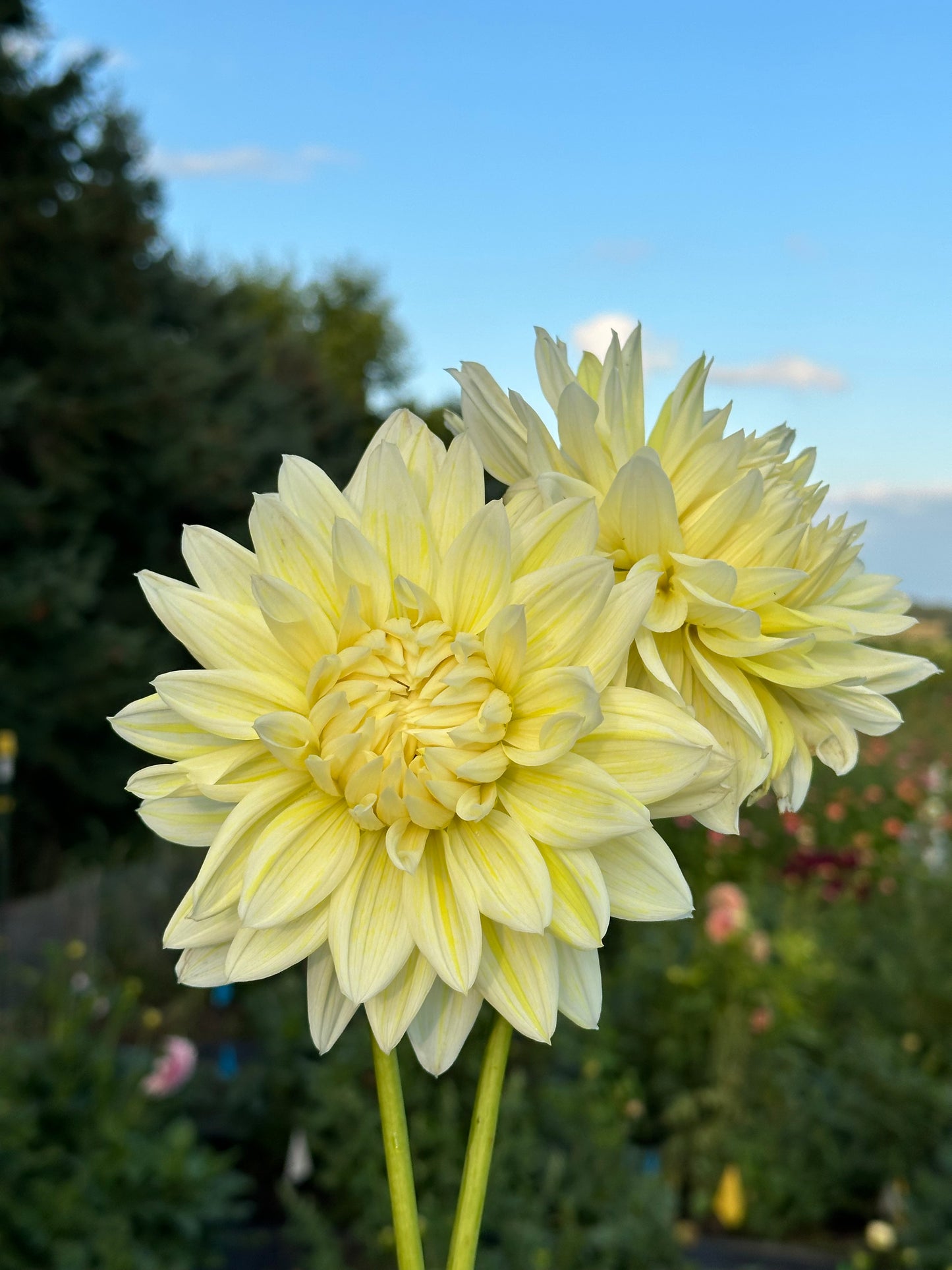 La Luna Dahlia Tuber