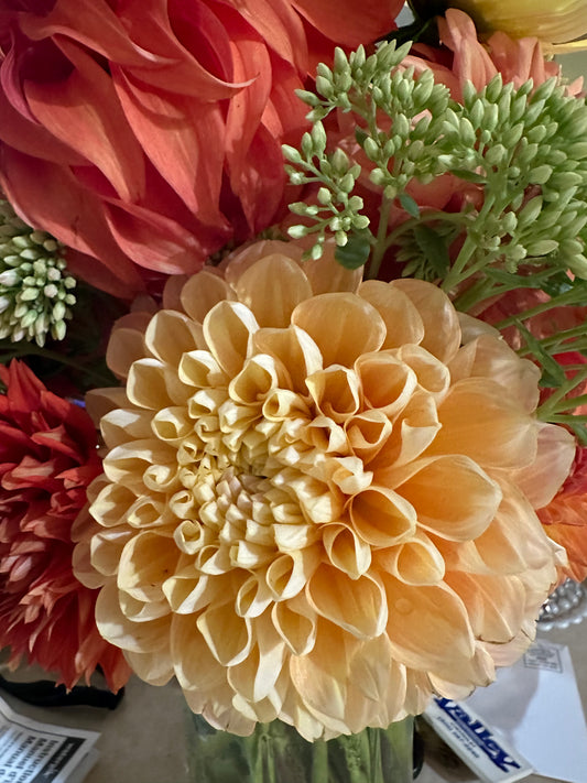 Honey Dew Dahlia Tuber
