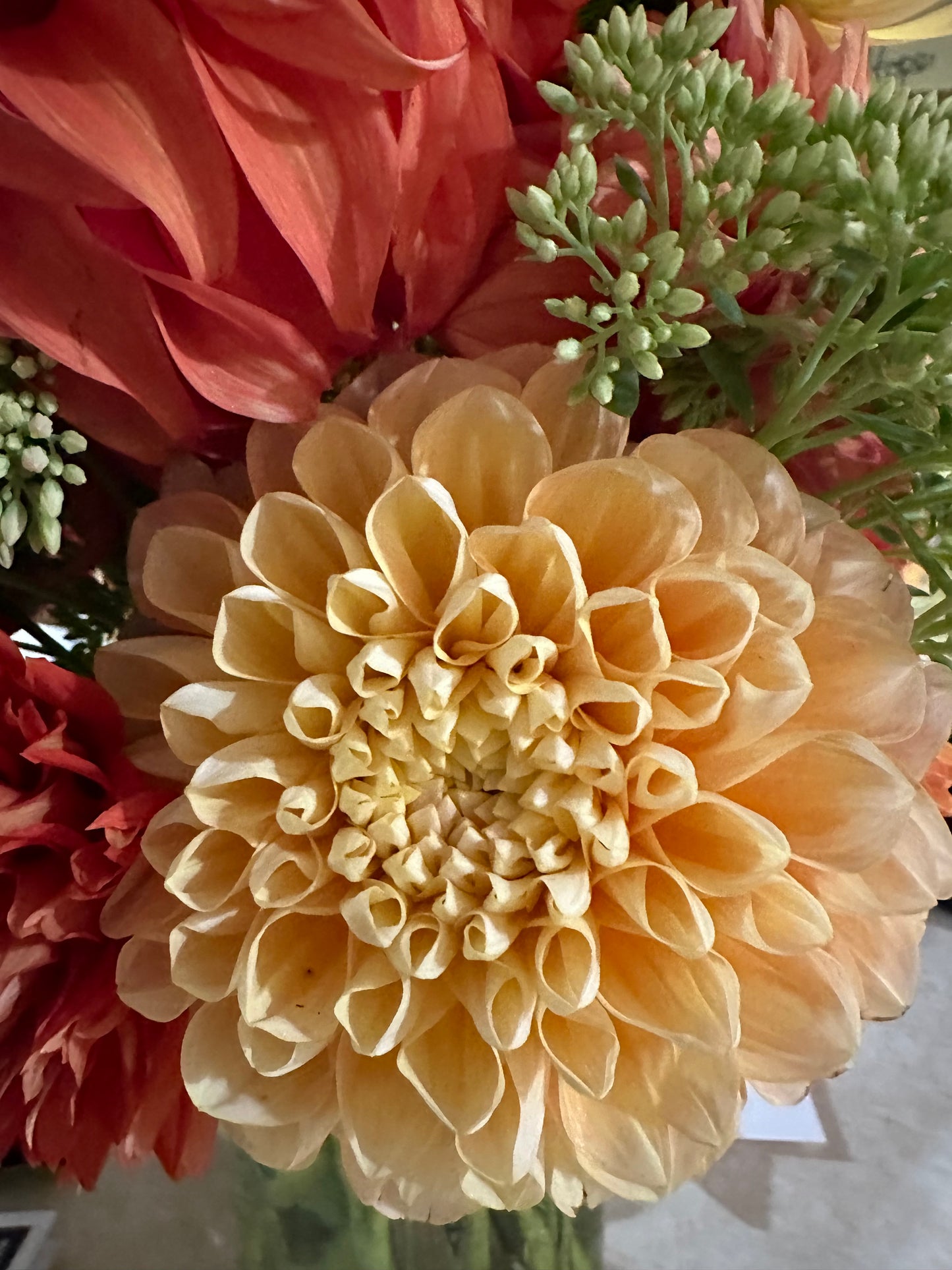Honey Dew Dahlia Tuber