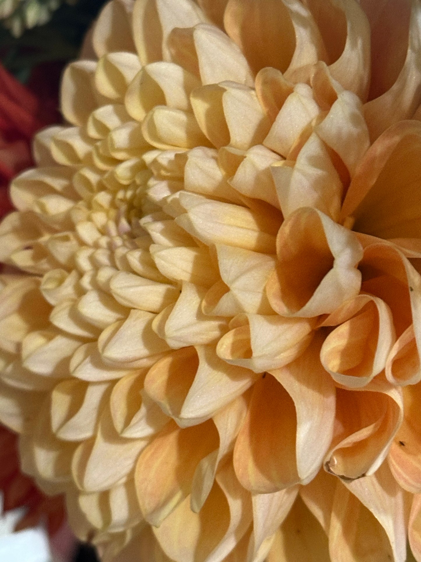 Honey Dew Dahlia Tuber