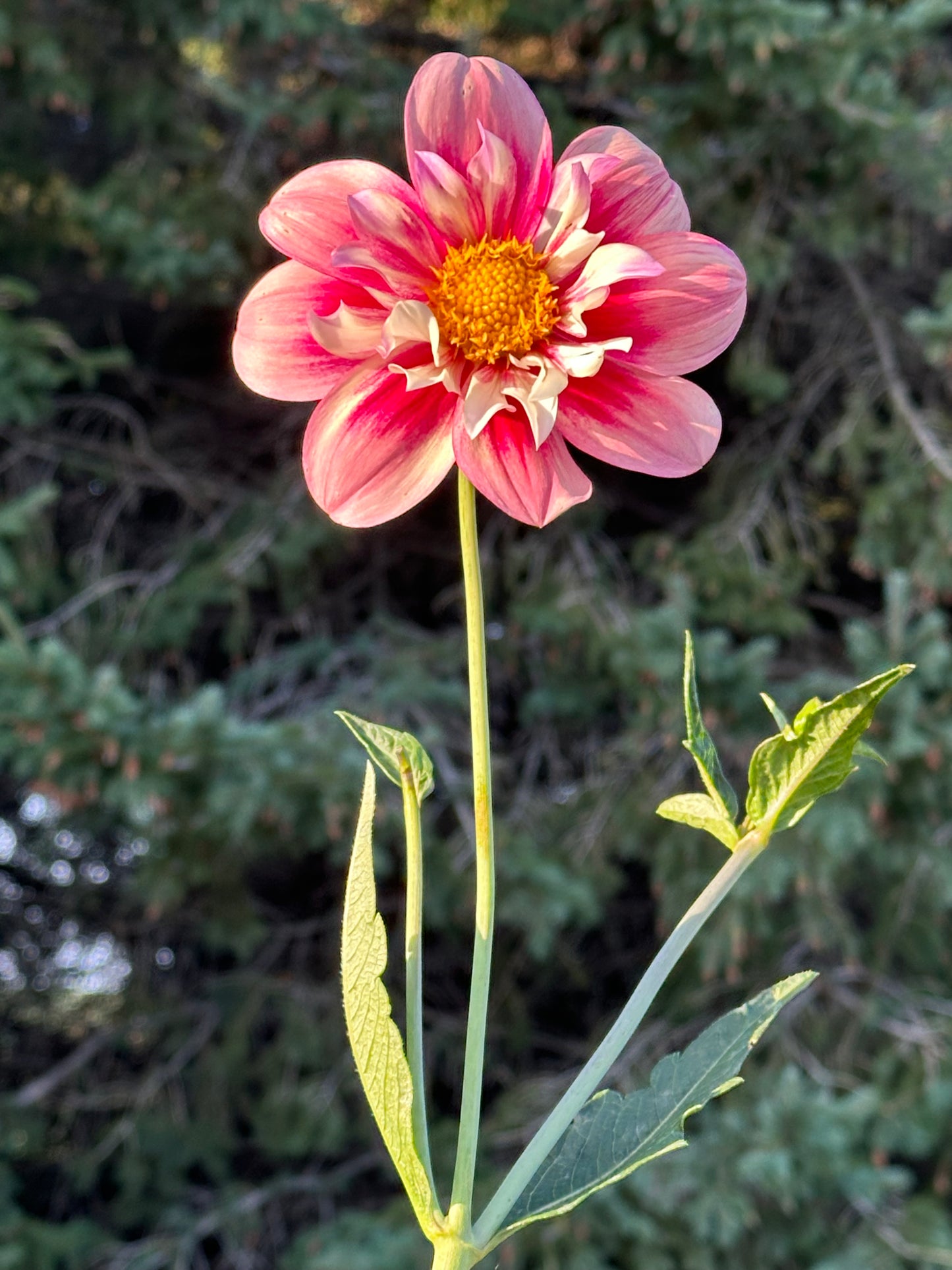 Rhubarb & Custard Dahlia Tuber
