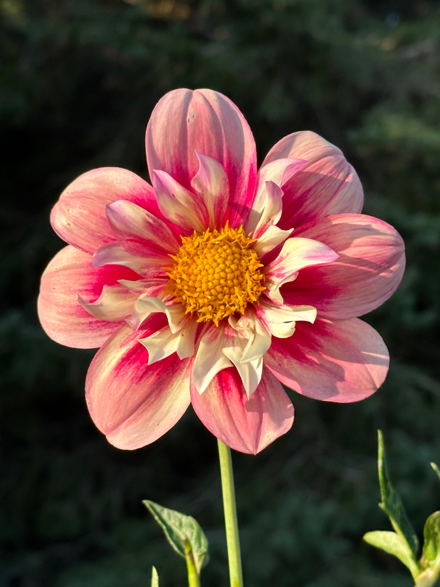 Rhubarb & Custard Dahlia Tuber