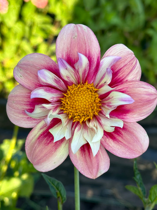 Rhubarb & Custard Dahlia Tuber