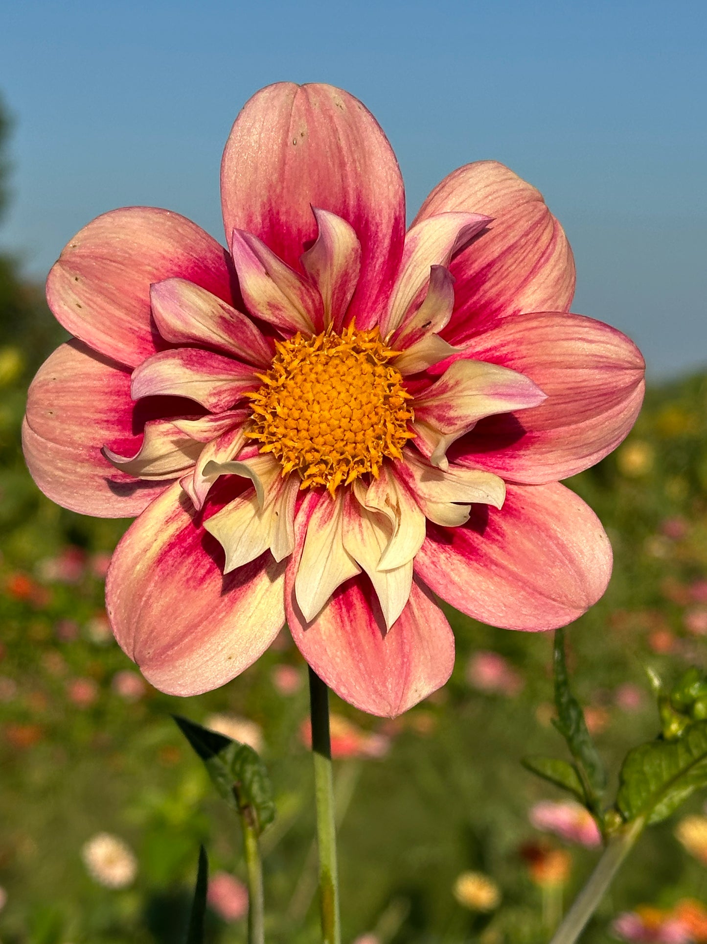 Rhubarb & Custard Dahlia Tuber