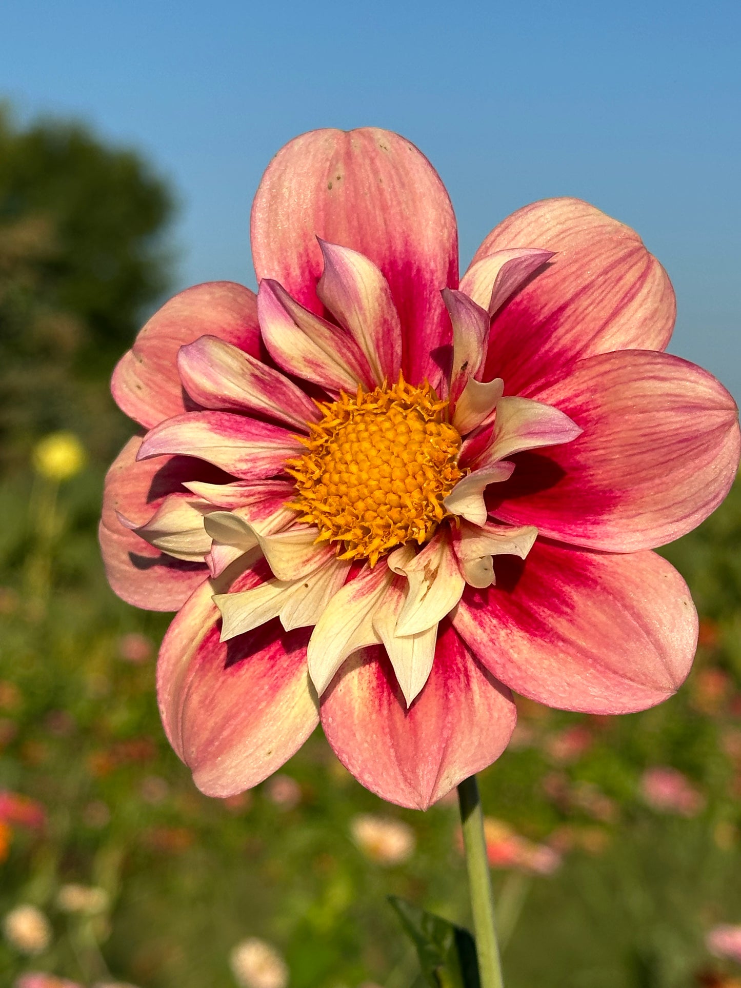 Rhubarb & Custard Dahlia Tuber