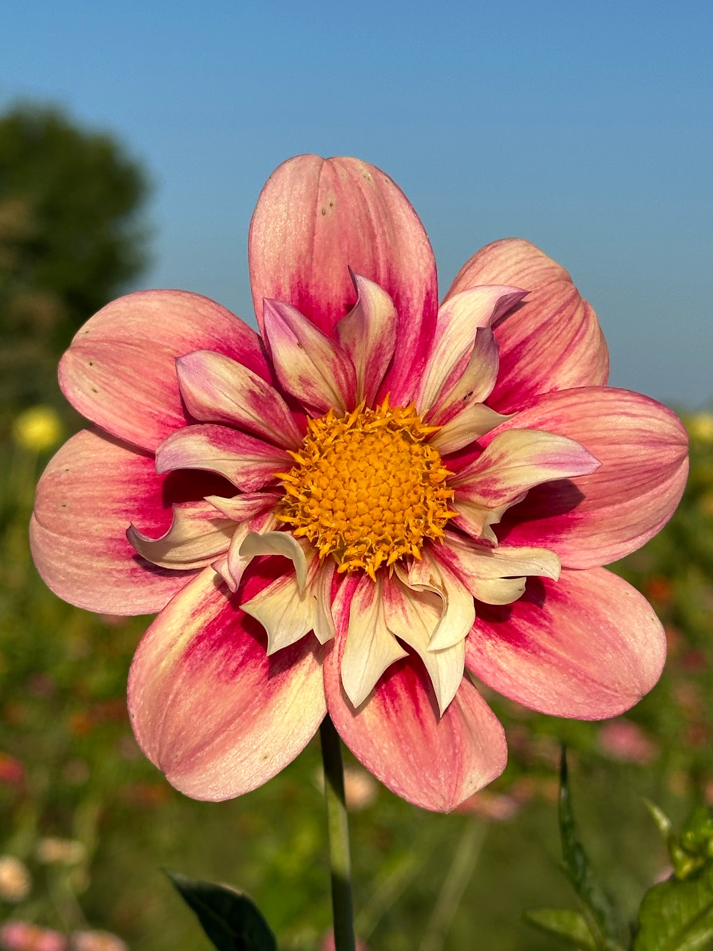 Rhubarb & Custard Dahlia Tuber